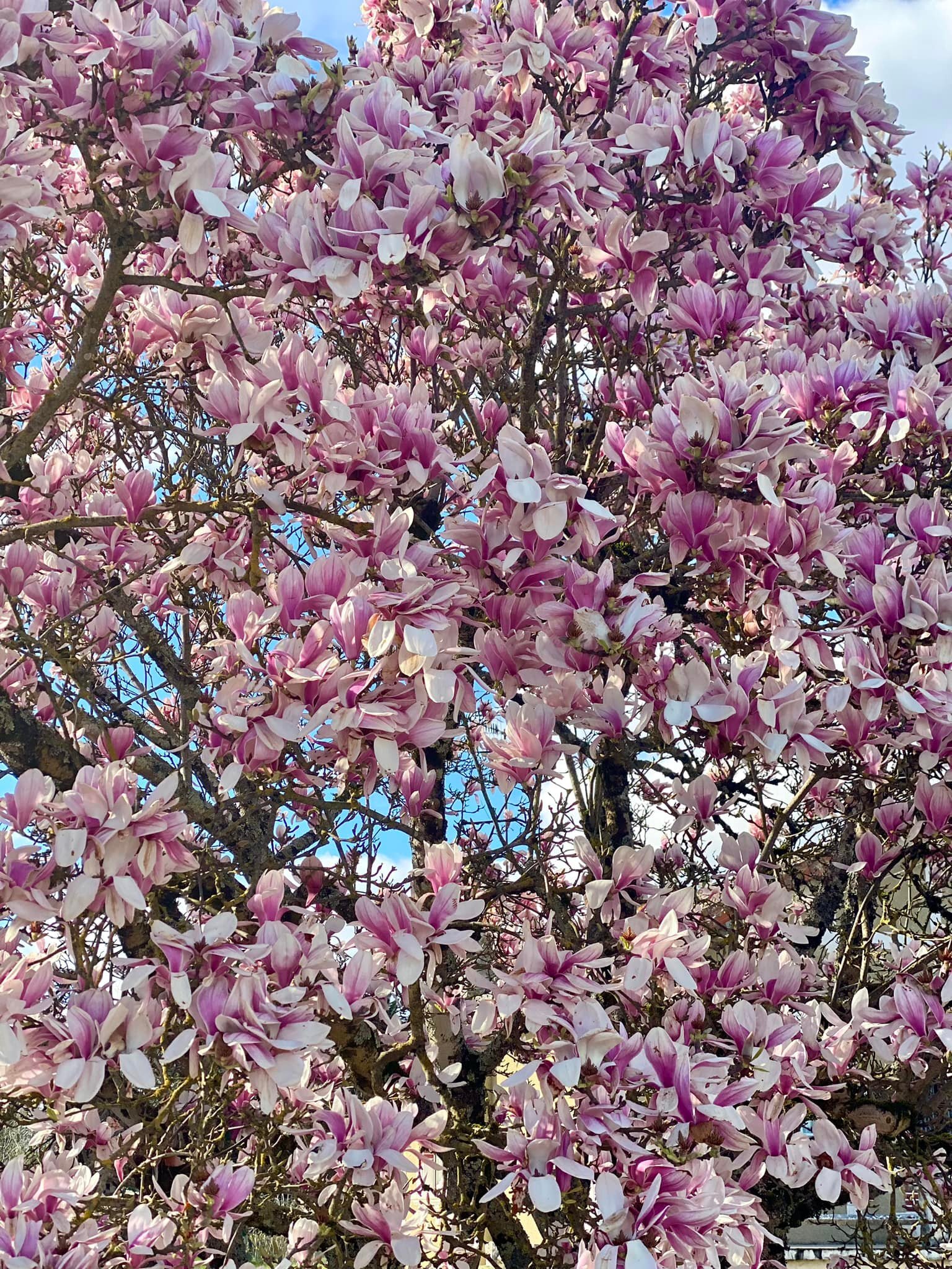 Splendeur du magnolia 😍🙏🏻💜

#printemps #splendeur #floraison #violet #sens #magnolia #cadeau #contempler #dordogne #paysdesarbres #sepanouir