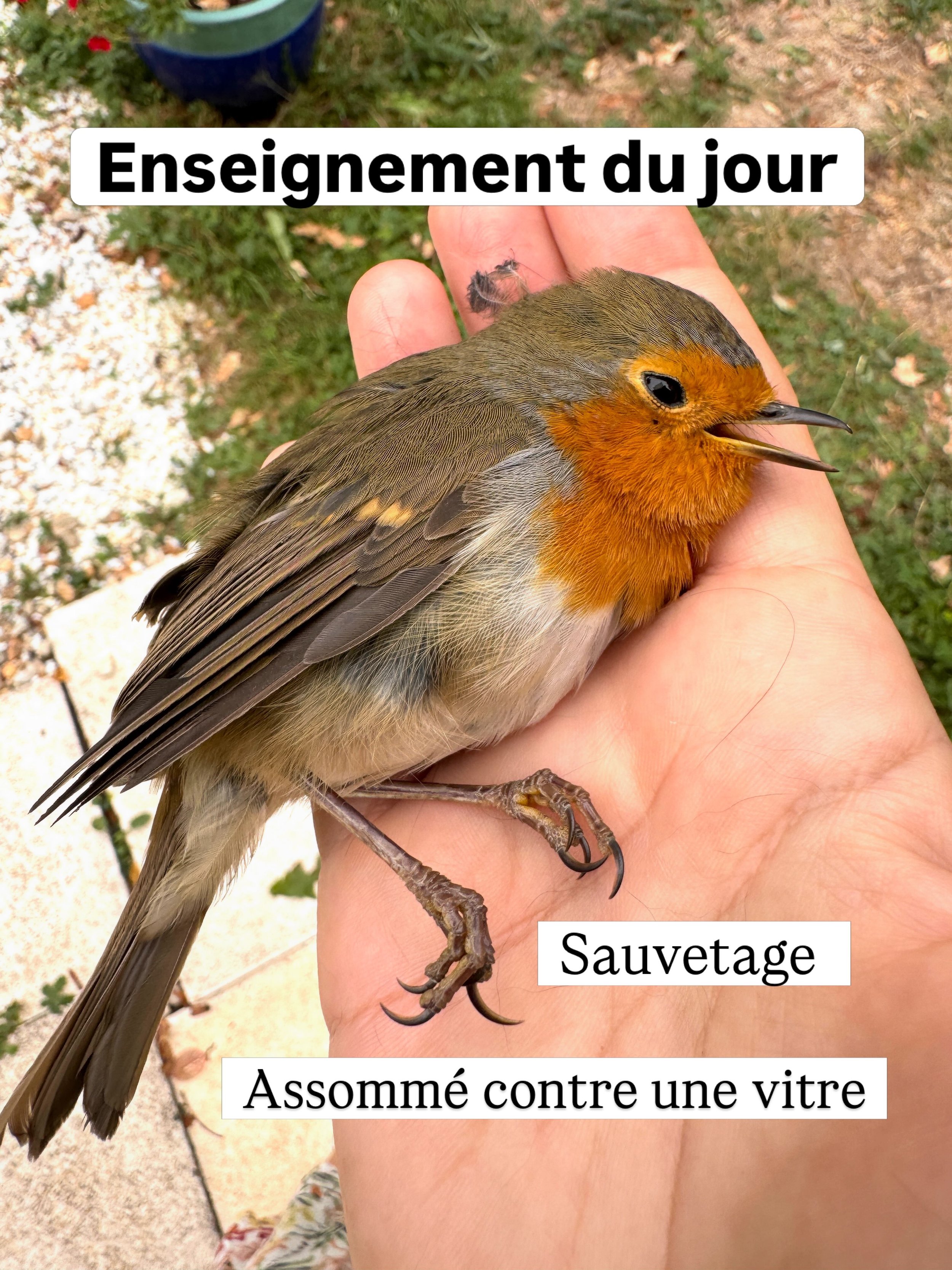 La vie, le vivant, l&rsquo;invisible sont mes enseignants. Les synchronicit&eacute;s  tonitruantes. Prendre le temps d&rsquo;observer. 
Accepter l&rsquo;incomprehension. 
Jusqu&rsquo;&agrave; ce moment de fulgurance. 

Je sais !!! 
Merci la vie. 

L&