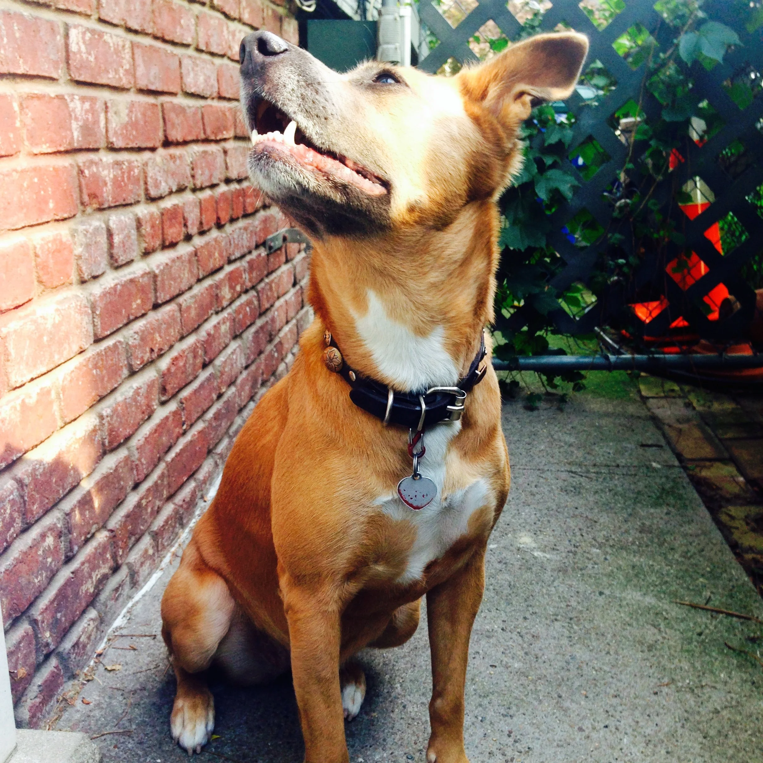 Summer Tips for a happier healthier dog.