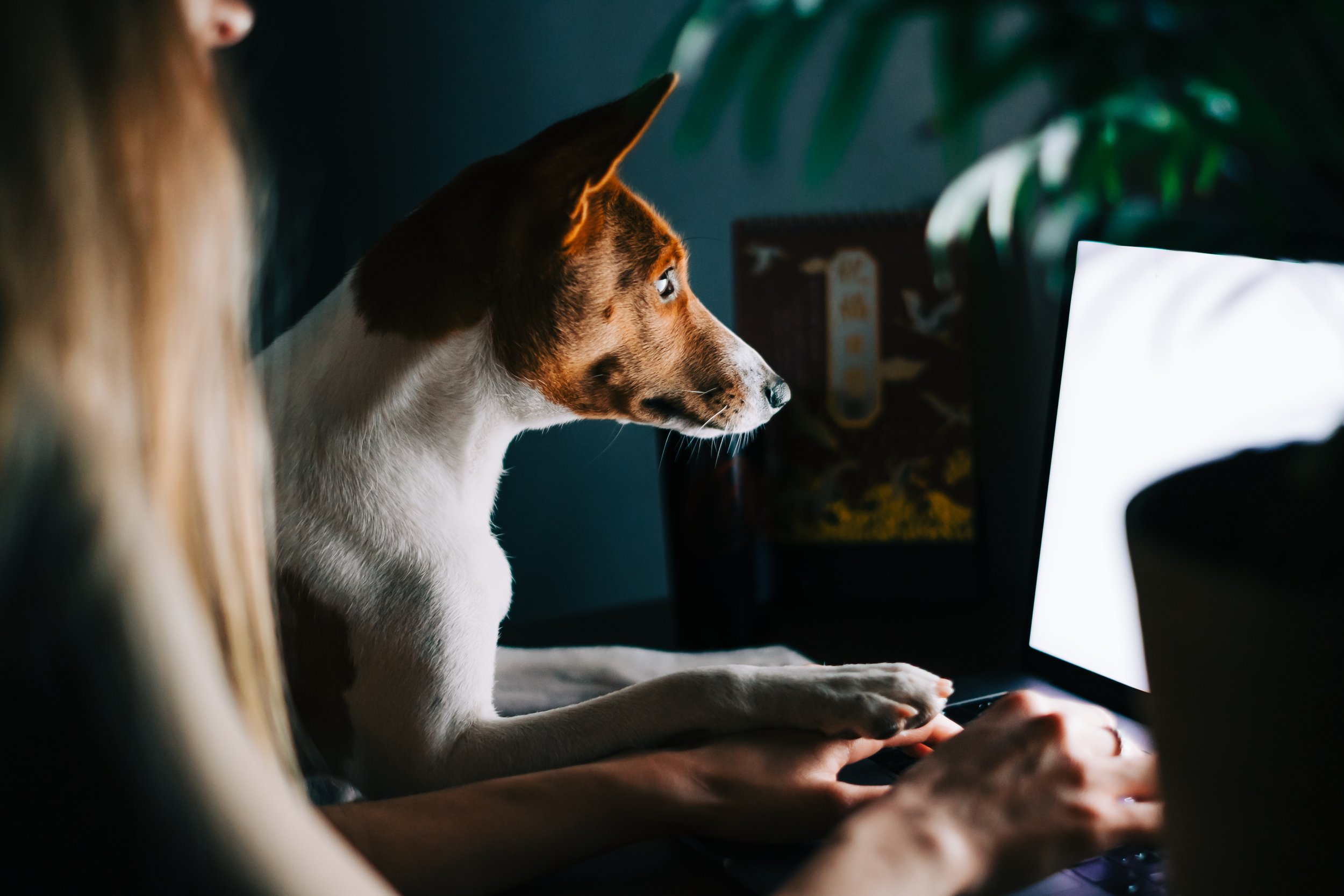 Why is PumpkinPups Dog Training still offering virtual puppy classes?