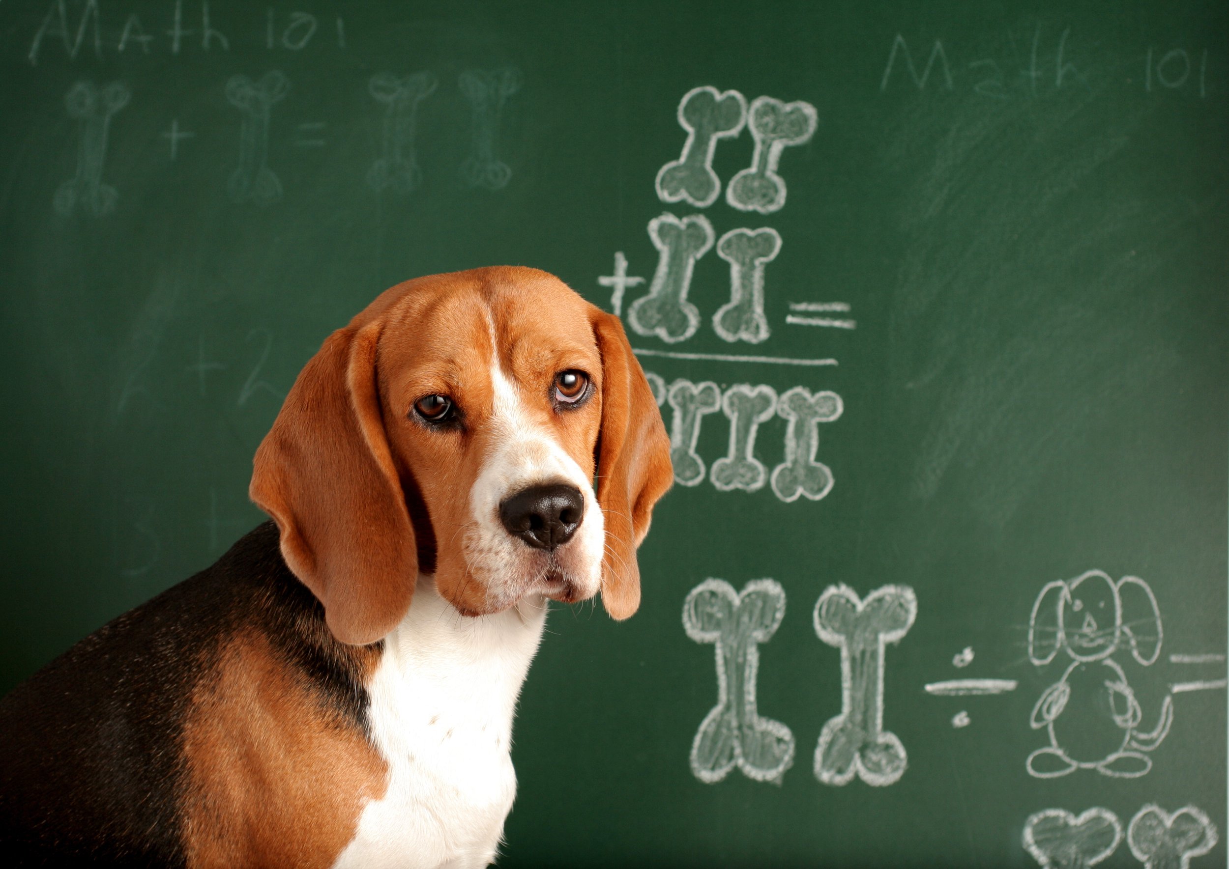 How Attending A Puppy Class Can Help You!