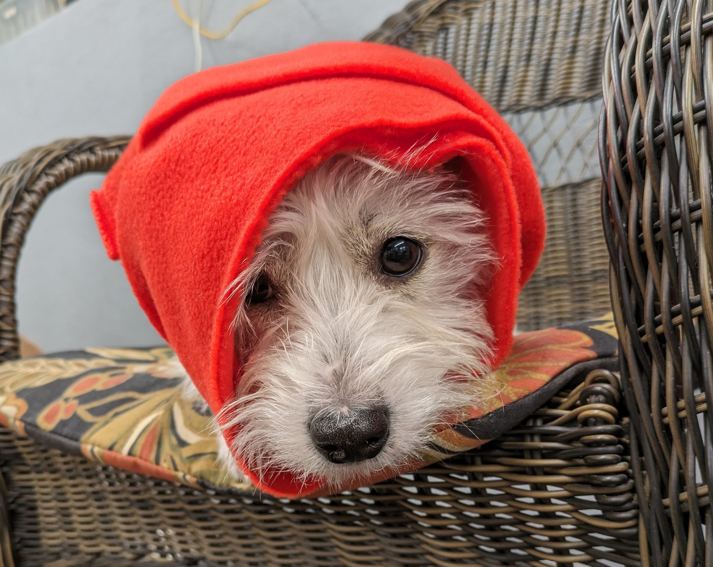 Worried about the new Canine Respiratory Virus?