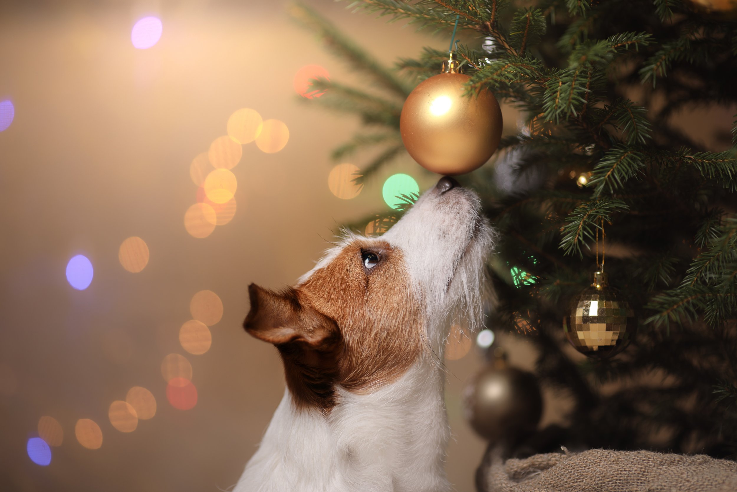 HOLIDAY PET SAFETY