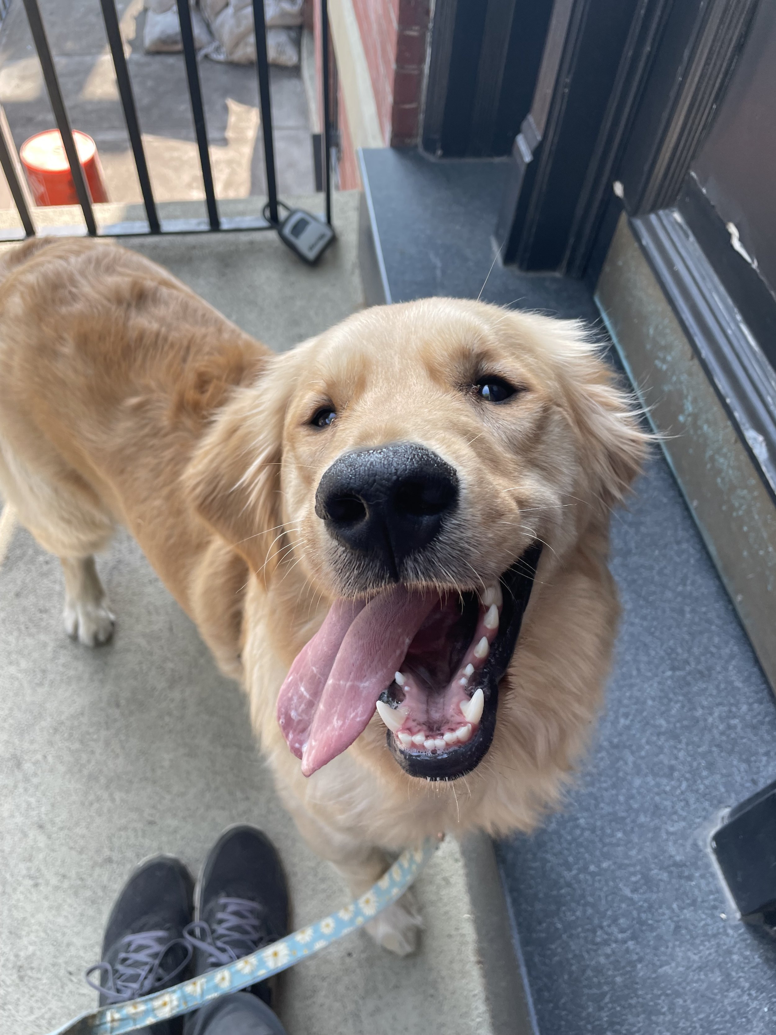 Thoughts on Joy in our Dogs