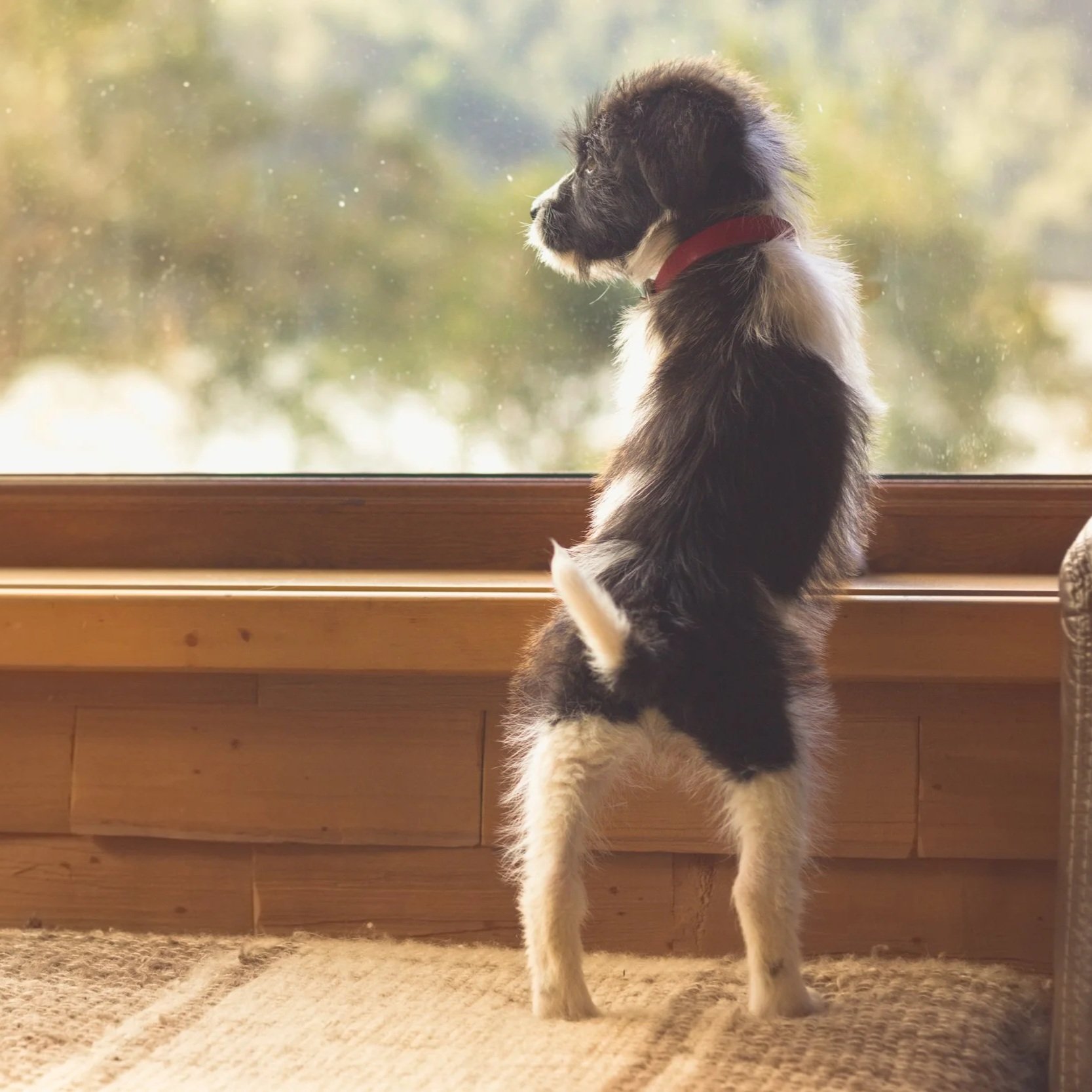 Socializing Your Puppy or Newly Adopted Dog