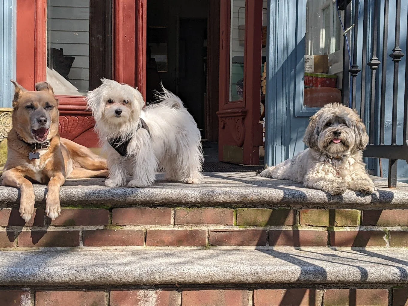 Dog Training Petco Puppy Sale Petco Dog Training Puppy Classes