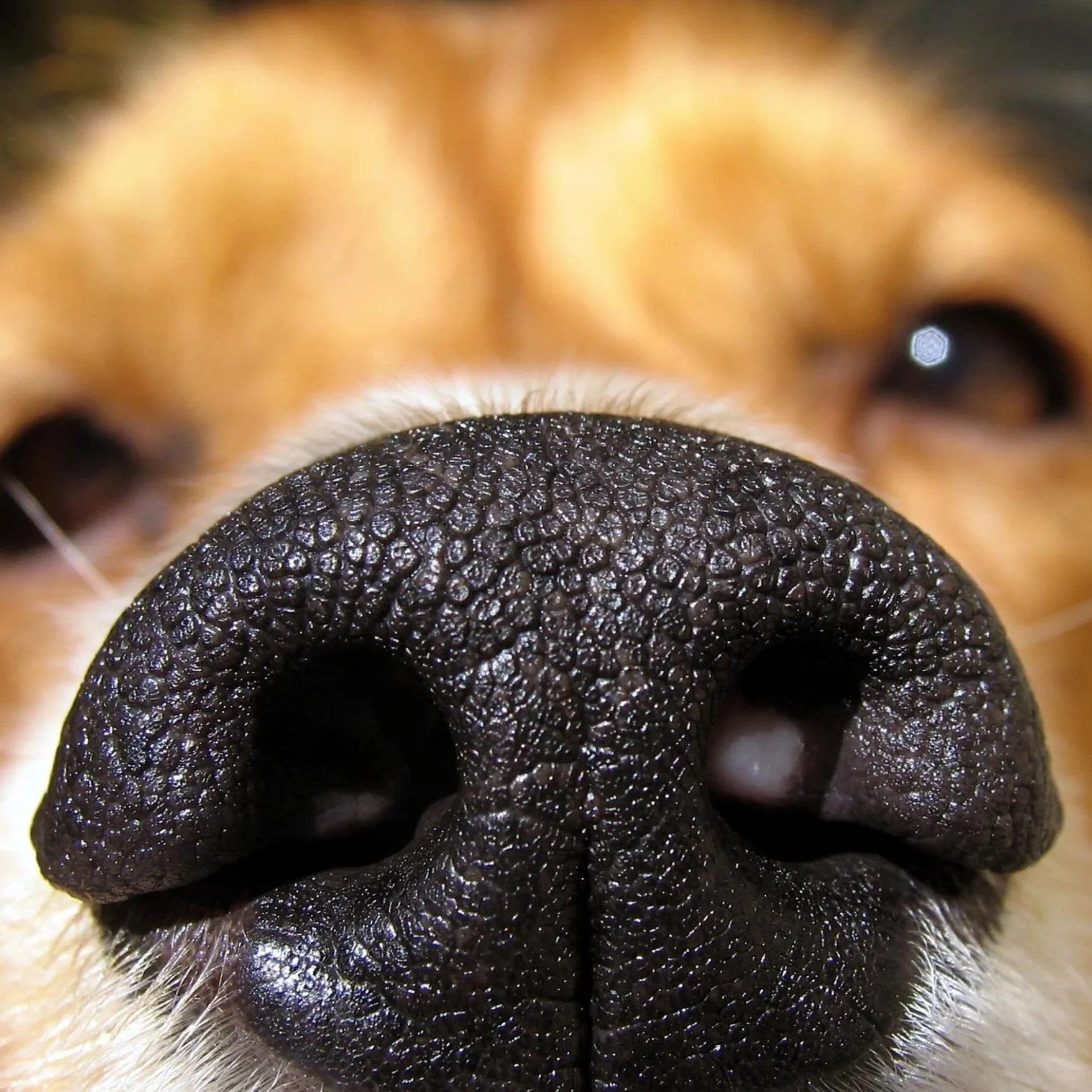 161021134630-service-dogs-using-their-noses-01-card.jpg
