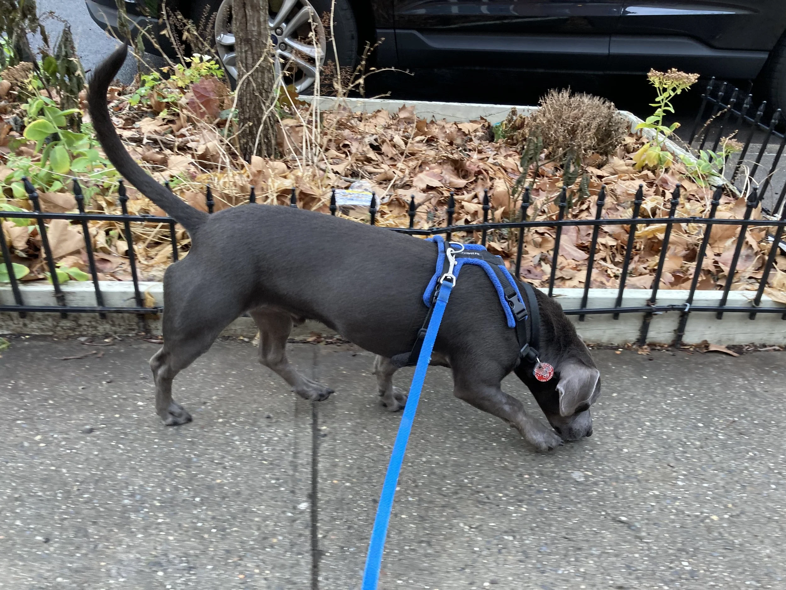 Scent Classes Nosework PumpkinPups Dog Training scent-classes-nosework-pumpkinpups-dog-training