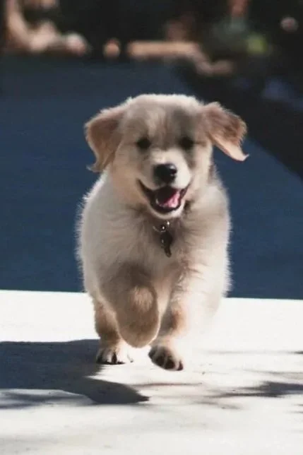 Got A Puppy? Don't Panic!