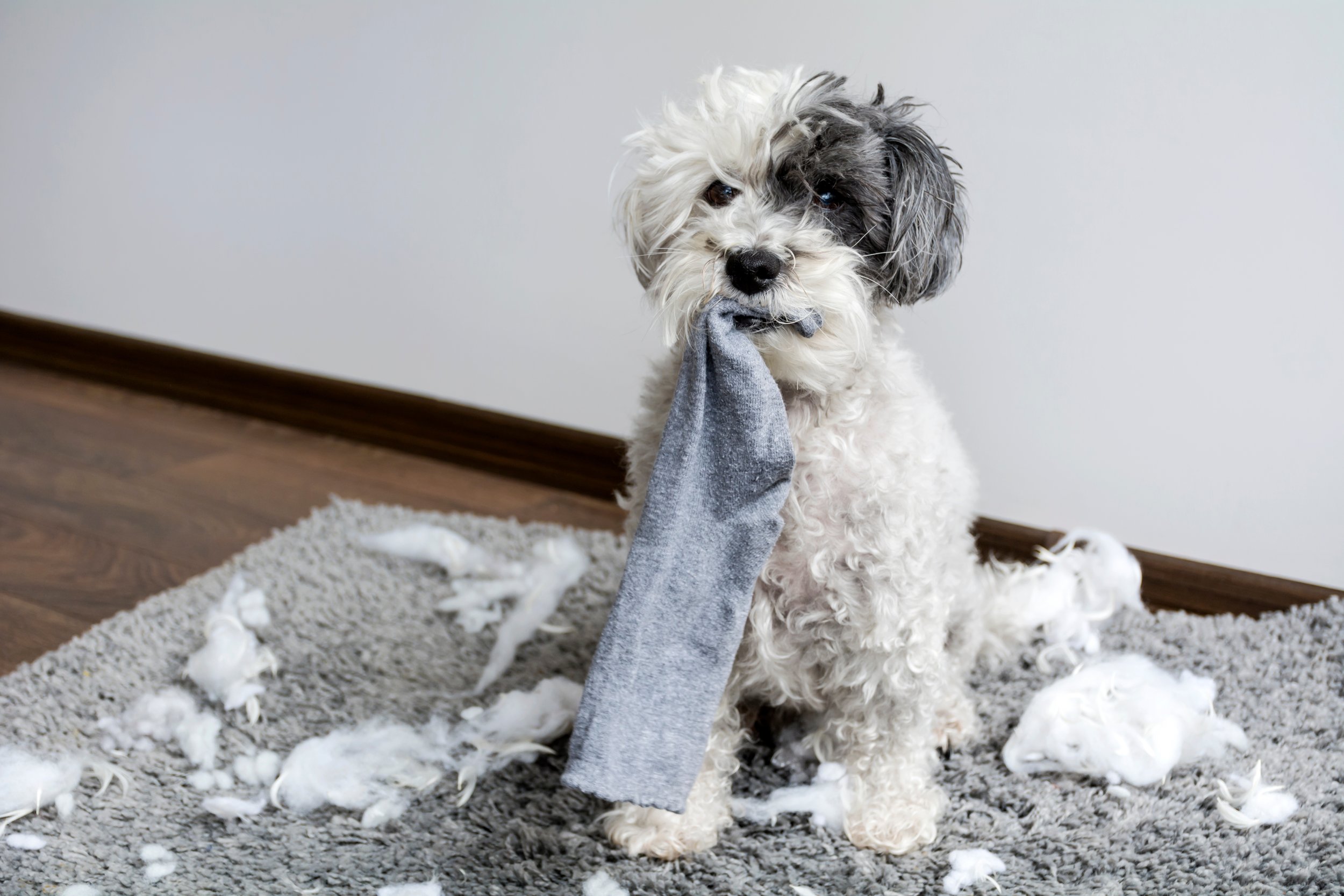 Virtual Puppy Classes
