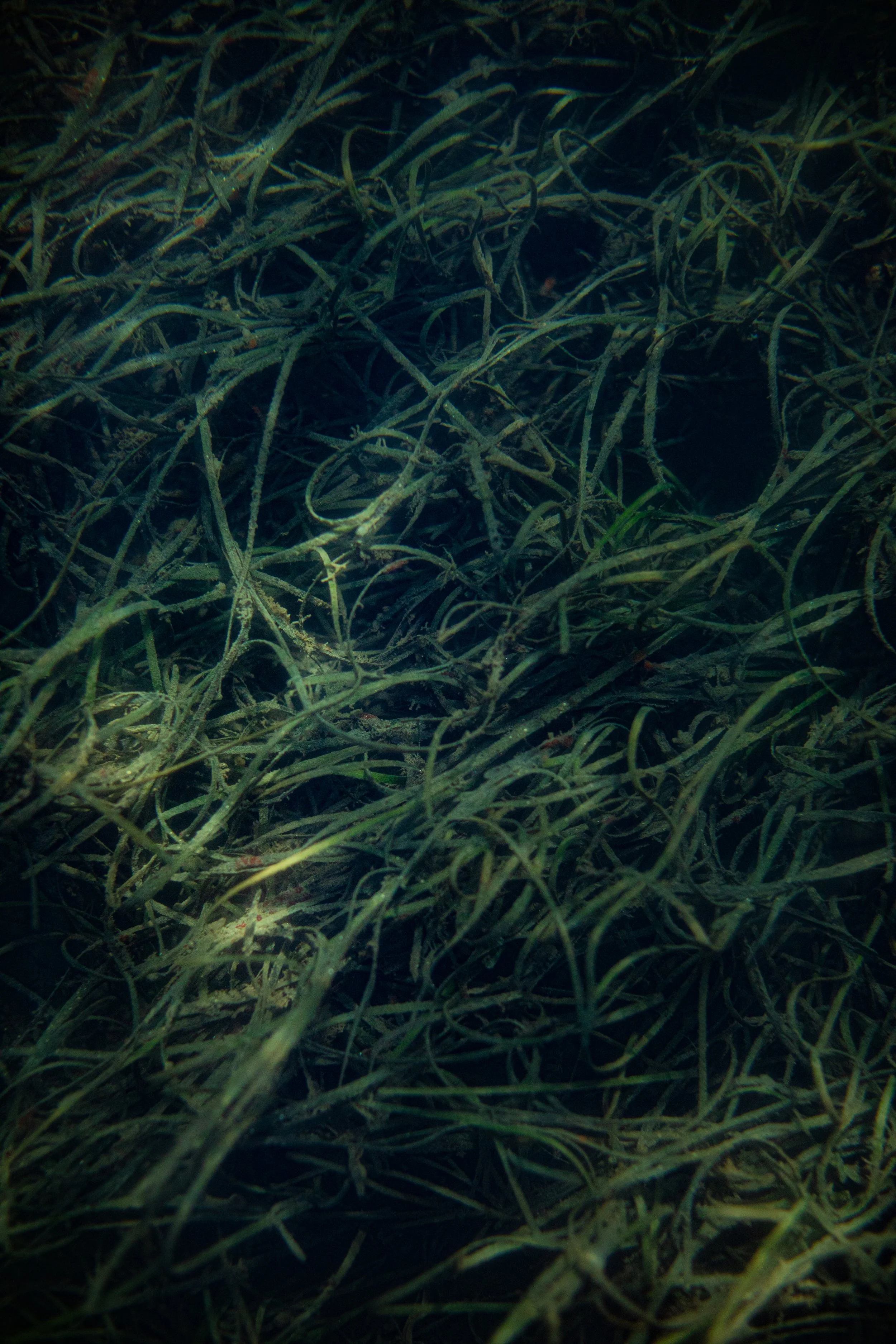 Eelgrass.jpg