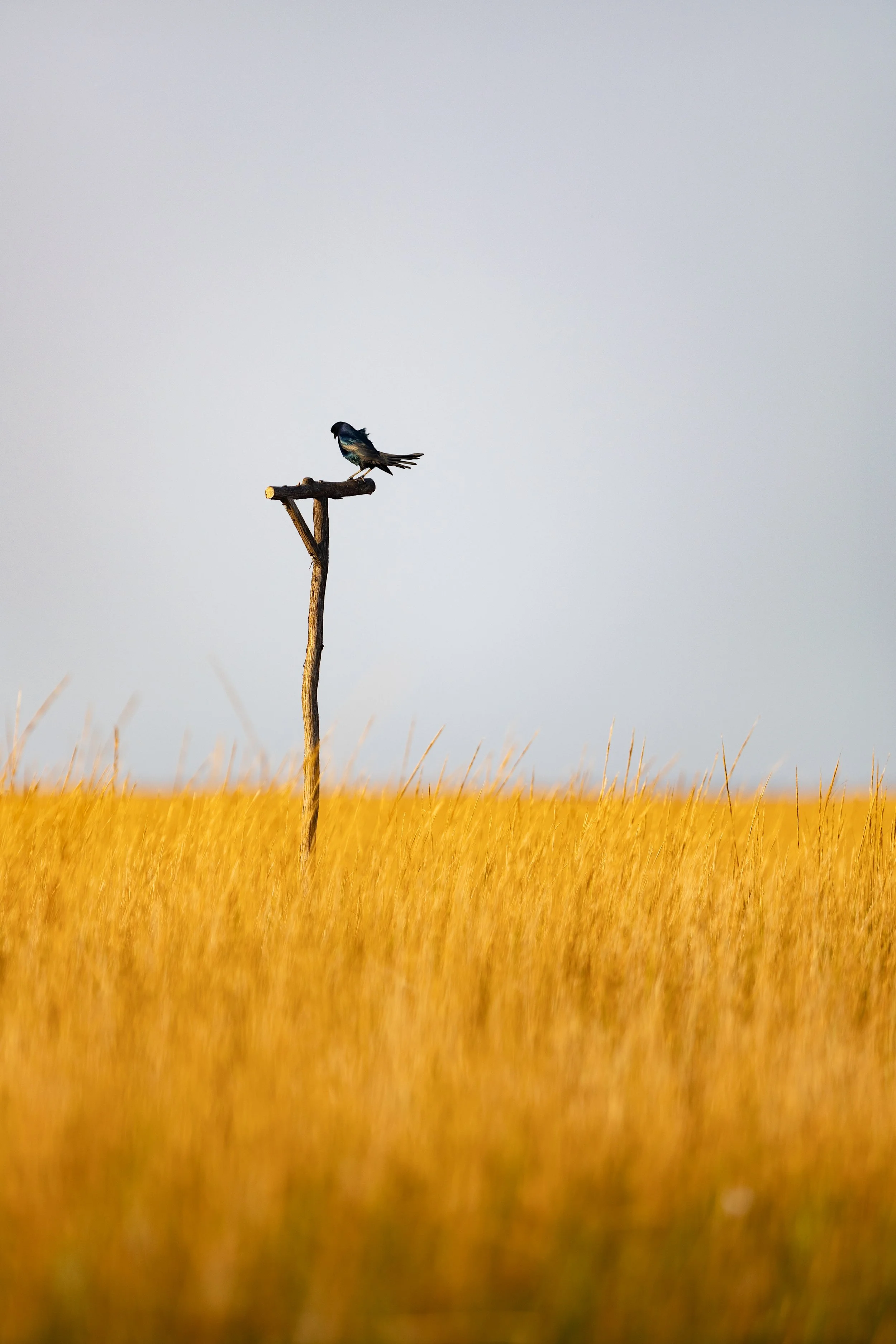 Goldenbird.jpg
