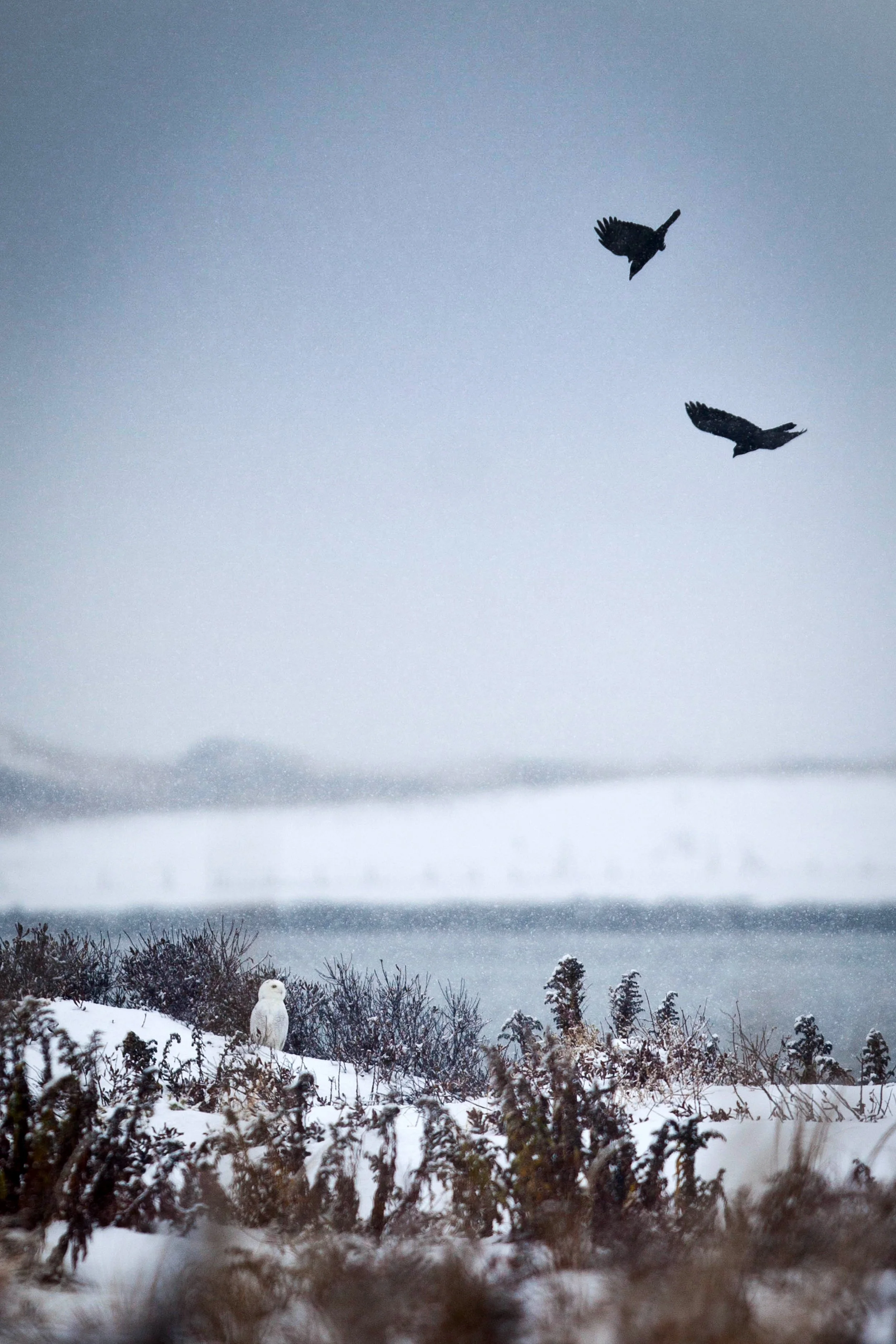 WinterinBL#2.jpg