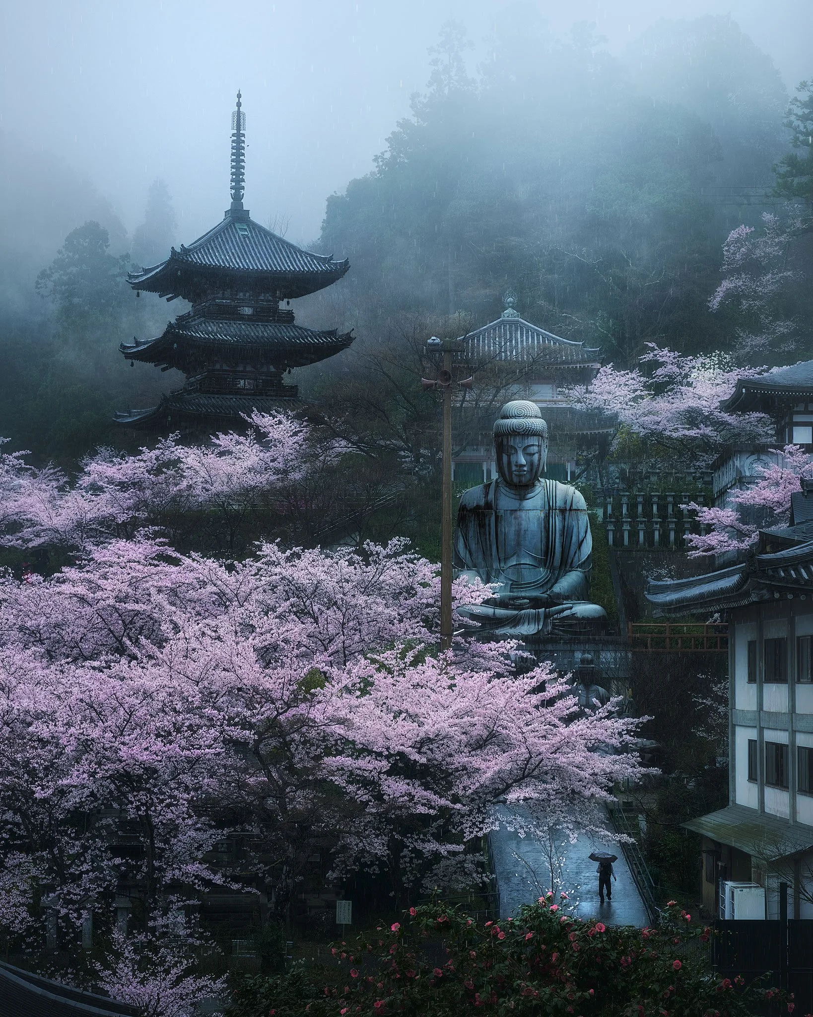 Sakura in Mist