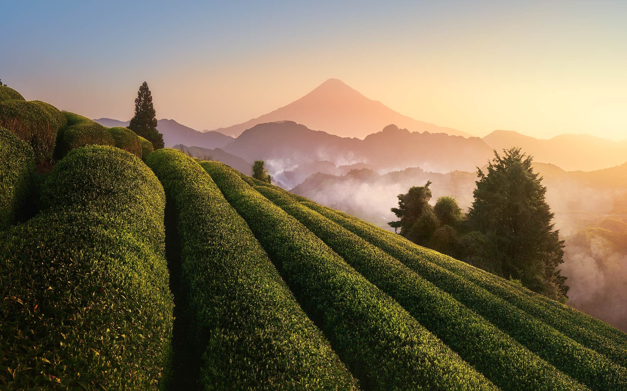 Sunrise over tea fields