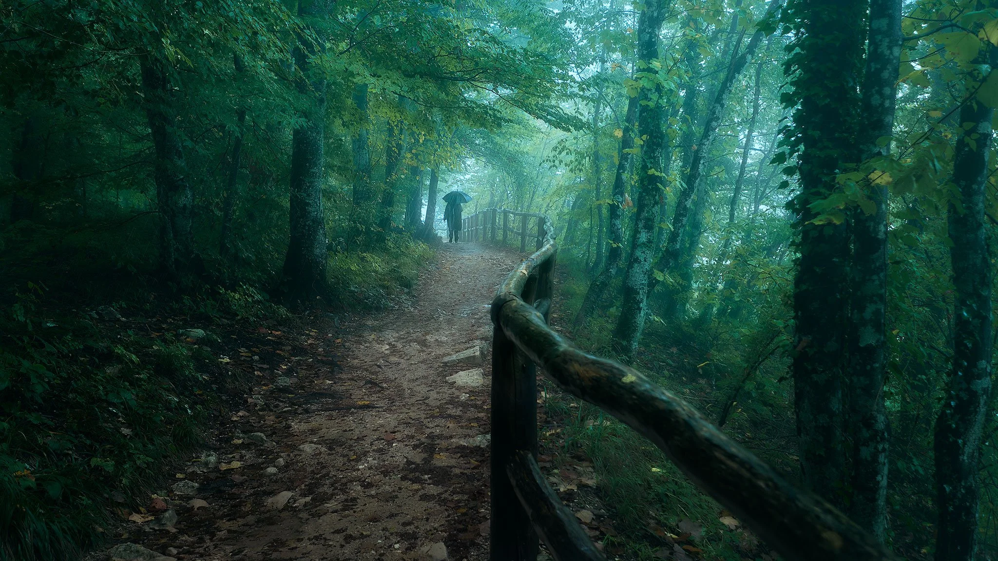 Rainy Forest