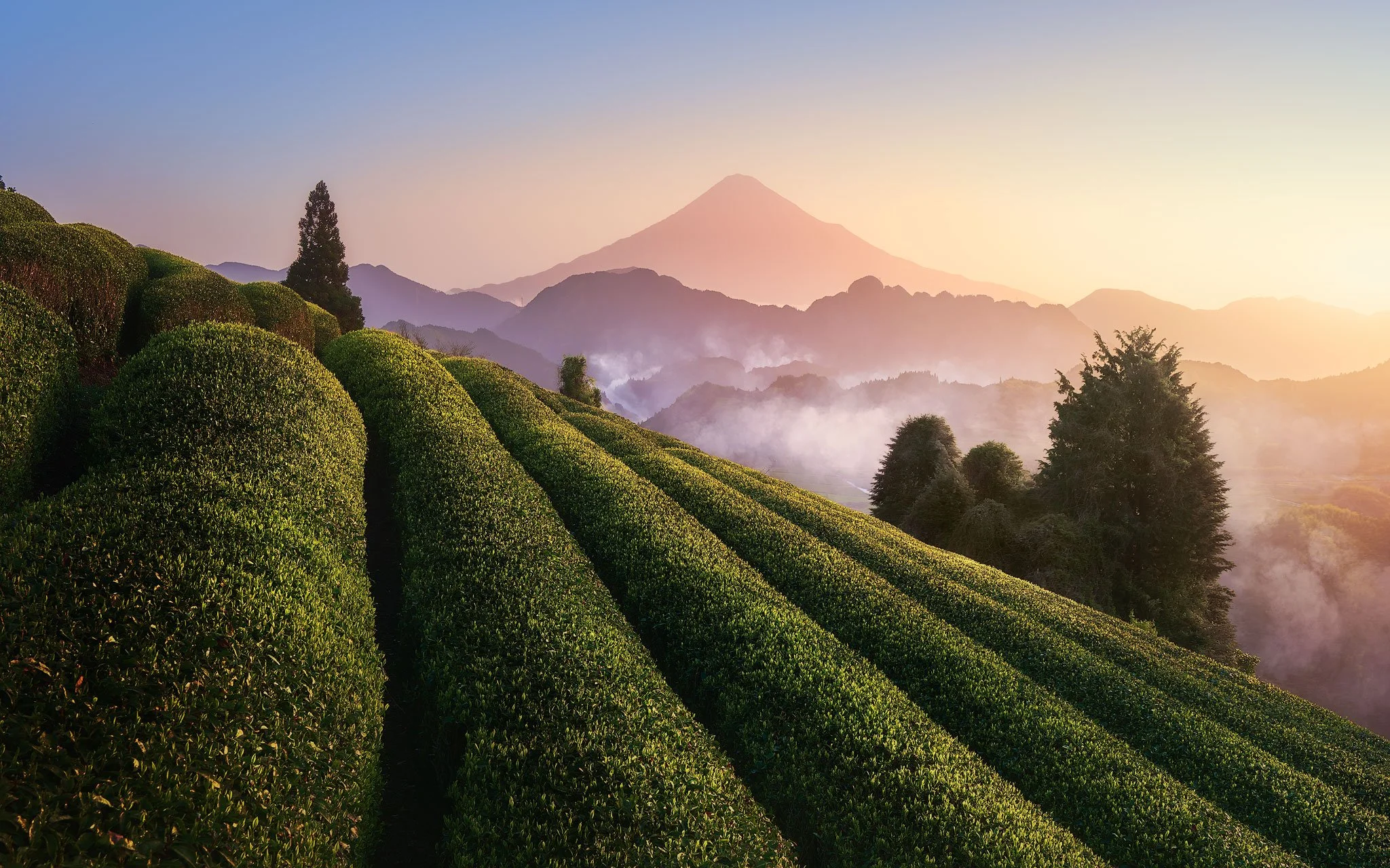 Sunrise Over Tea Fields