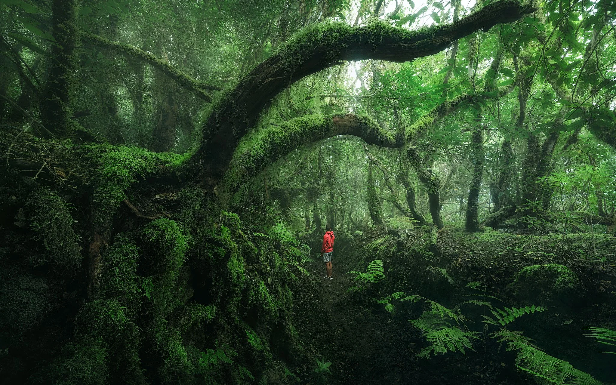 The Embrace of the Forest