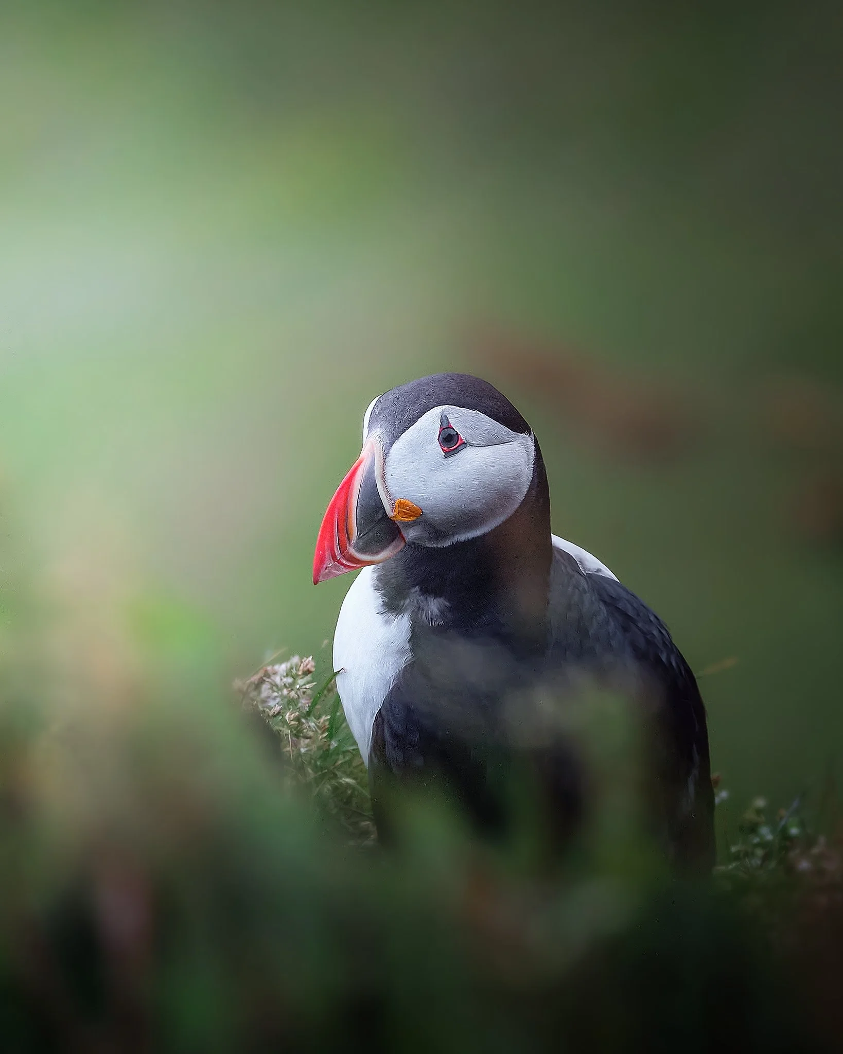 Icelandic Puffin