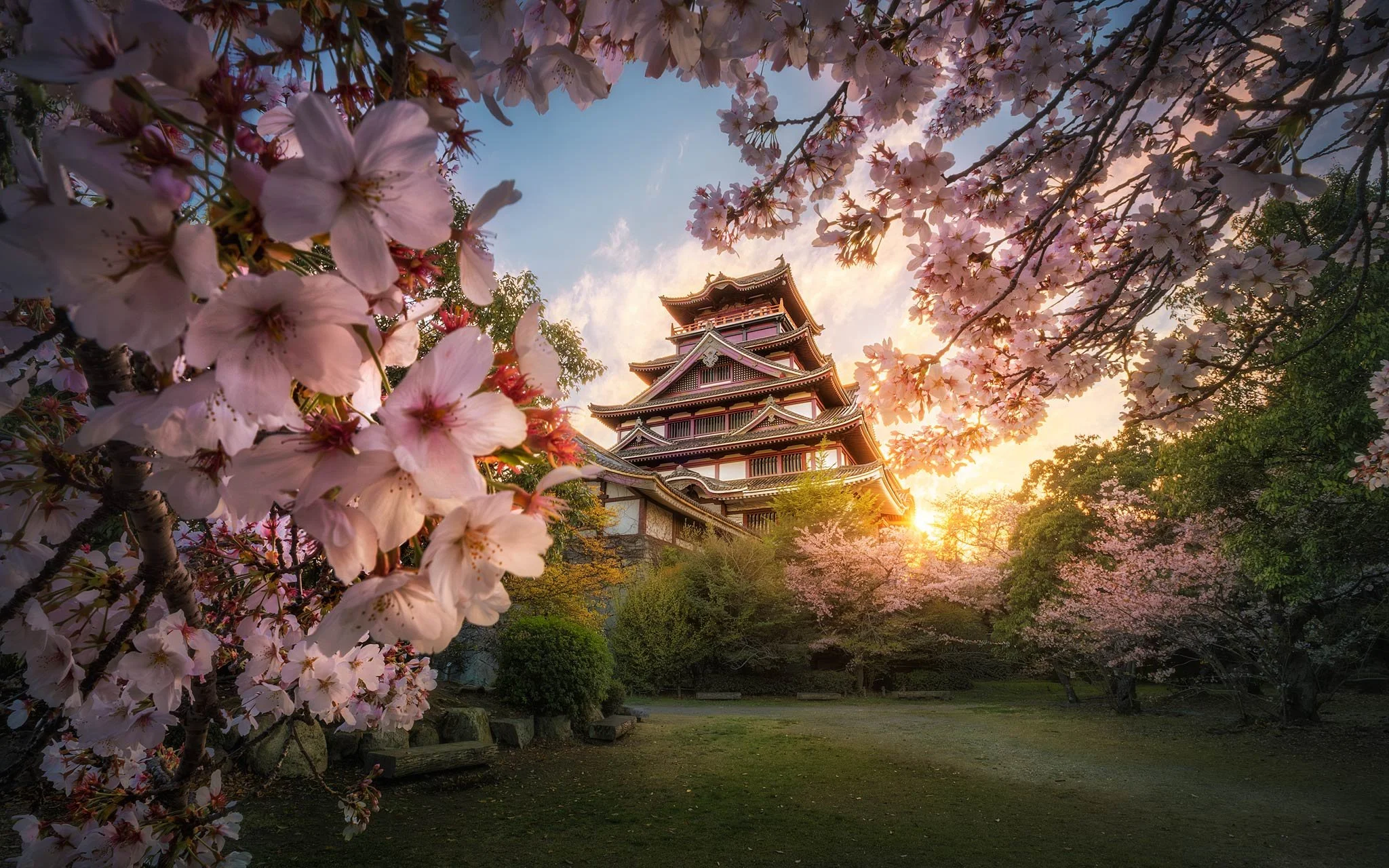 Cherry Blossom Glow