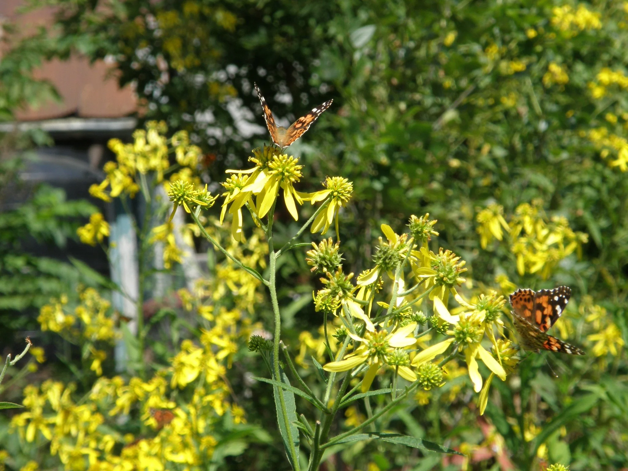 The Light Center — Retreat Center & Sanctuary