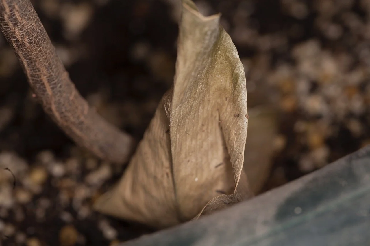 Macro_original Large.jpeg