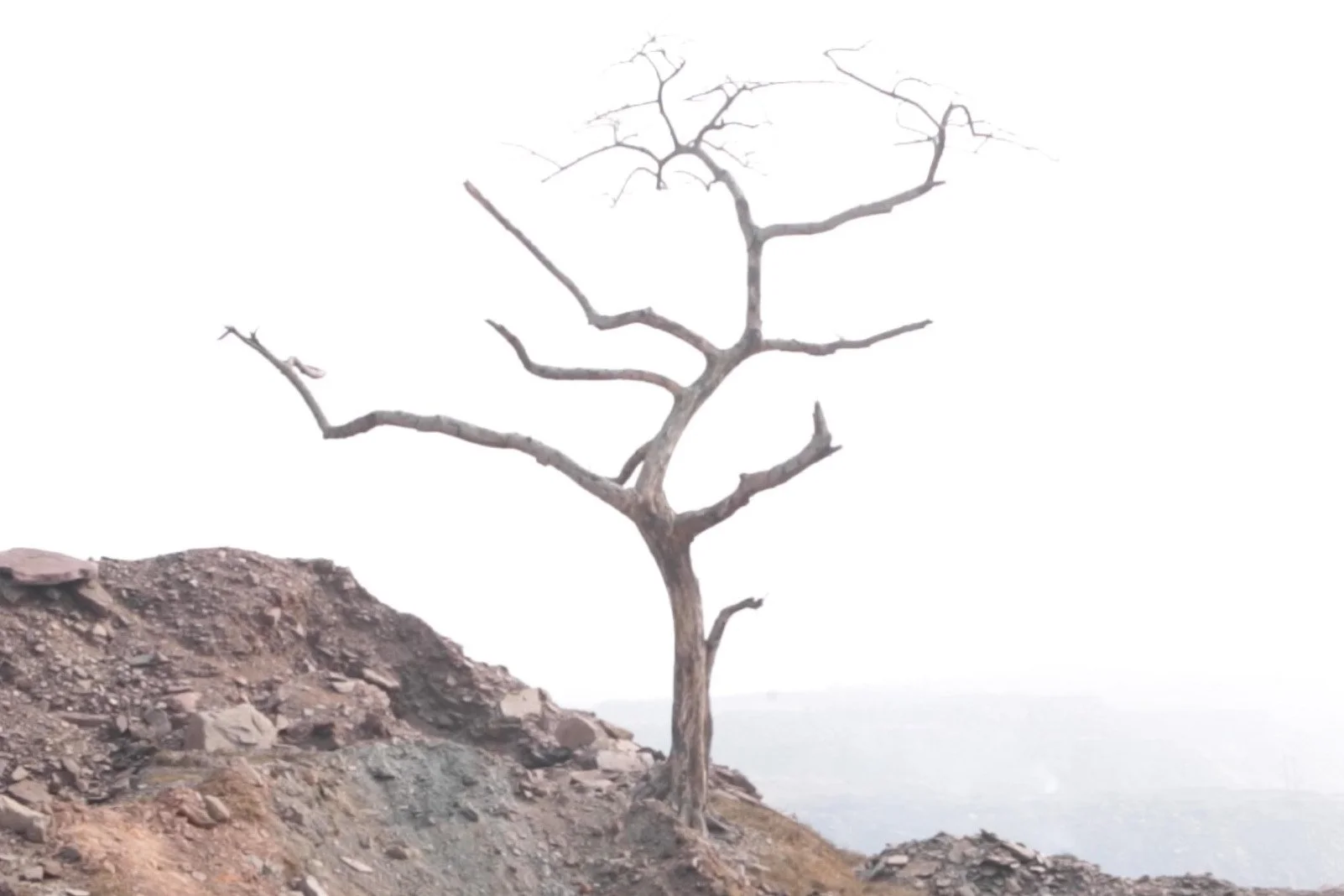 CENTRALIA: GHOST DANCE