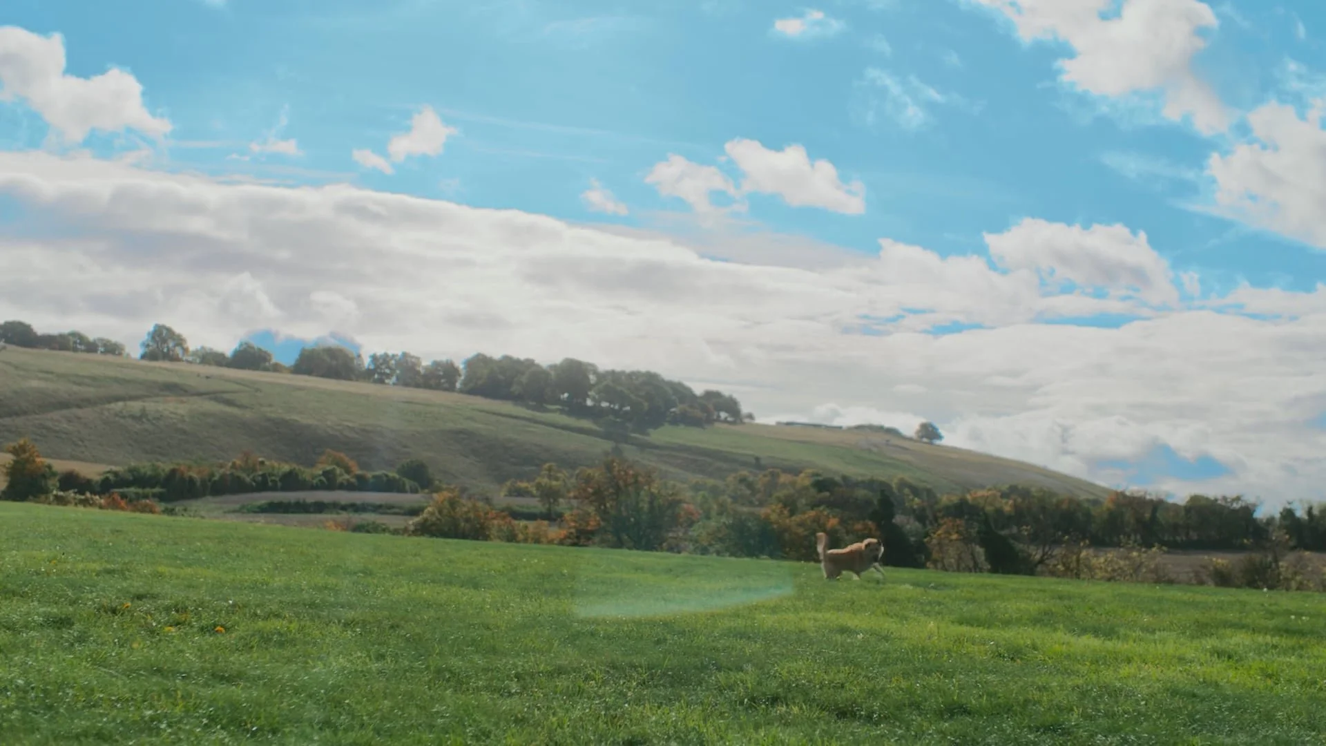 RSPCA - JOIN THE CHRISTMAS RESCUE