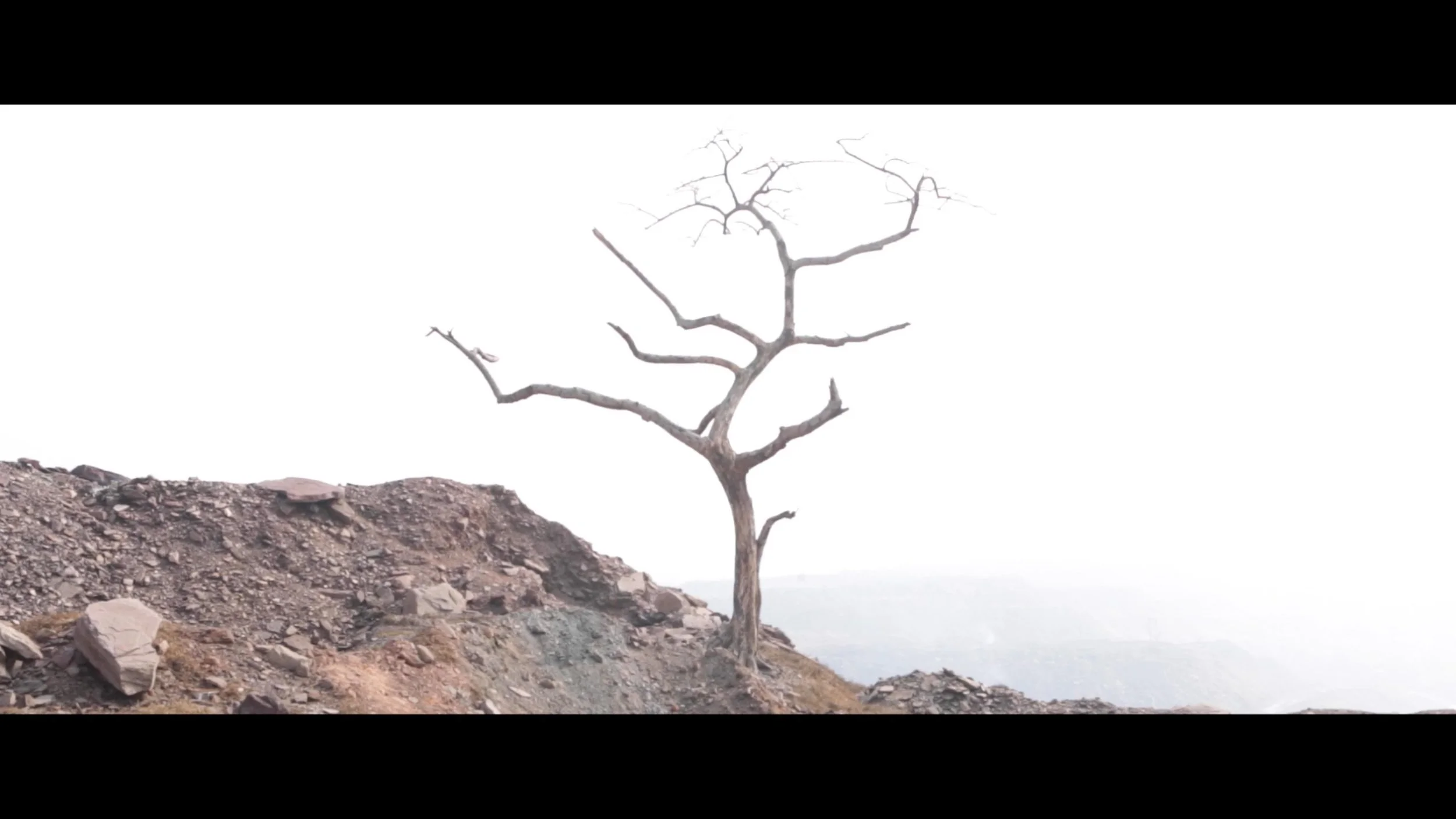 A solitary, leafless tree on a rocky, barren hilltop against a bright, overexposed white sky.