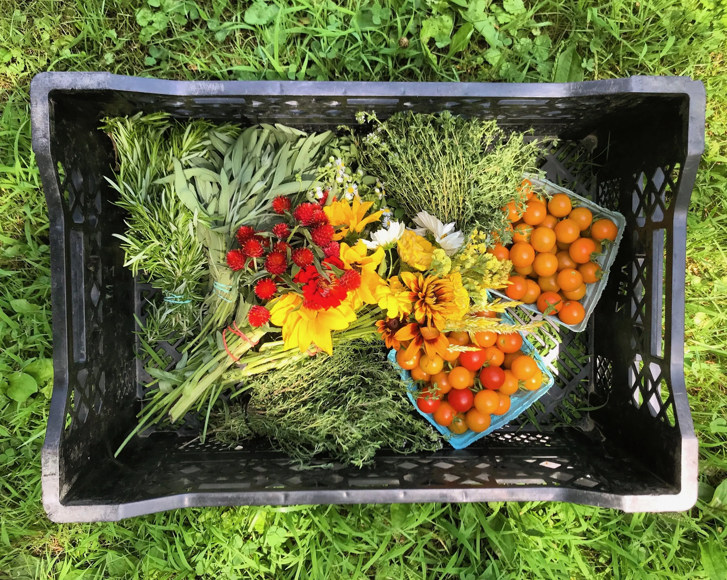 2025 Summer CSA