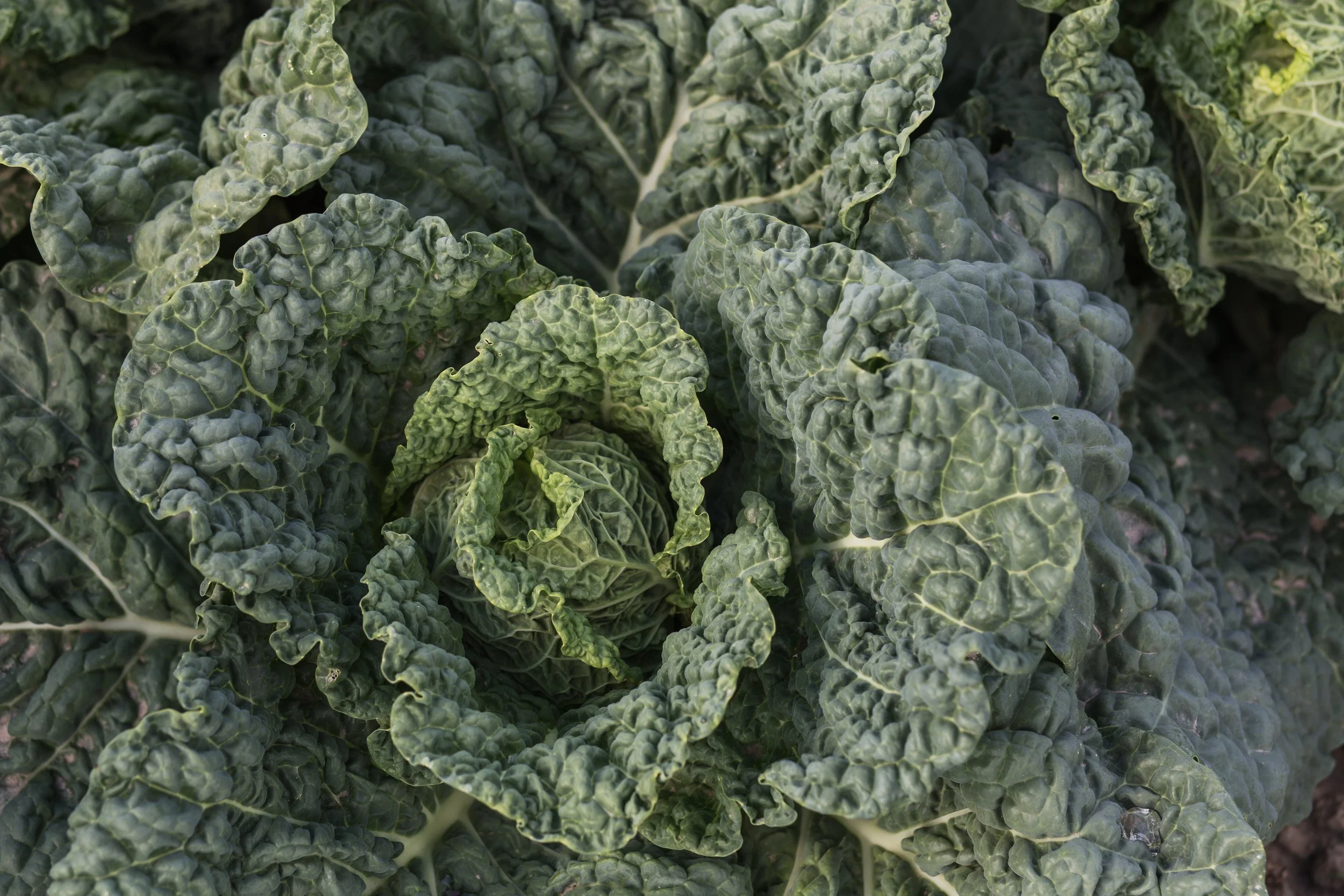 StoneSoup-JuneHarvest-2-2.jpg