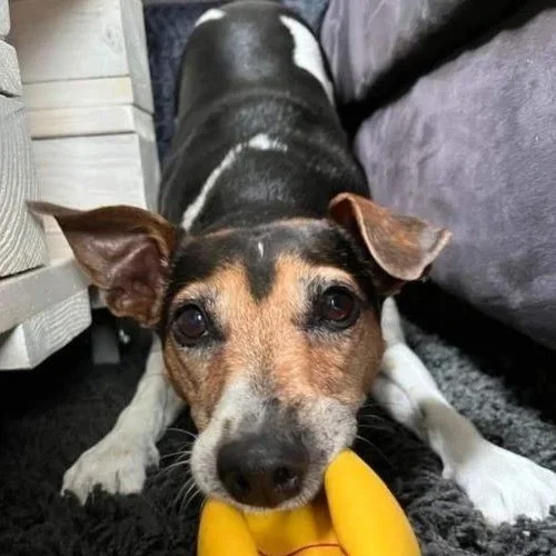Isabelle et Fino, Suisse