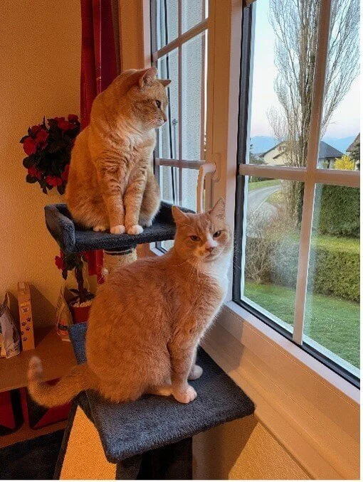 Floriane, Cookie et Fluffy