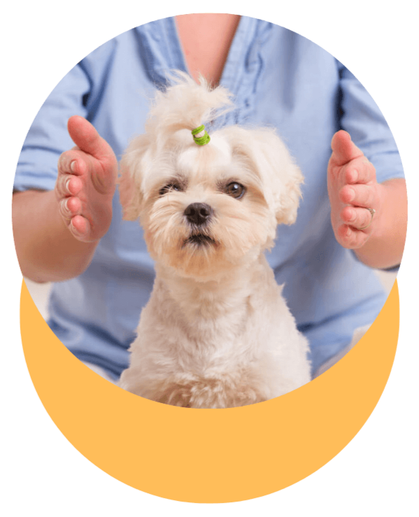 Un chien de race petite avec des poils blancs, une mèche sur la tête attachée avec un serre-tête vert, assis devant une personne en haut de la photo. La personne porte un vêtement bleu et maintient ses mains ouvertes autour du chien.