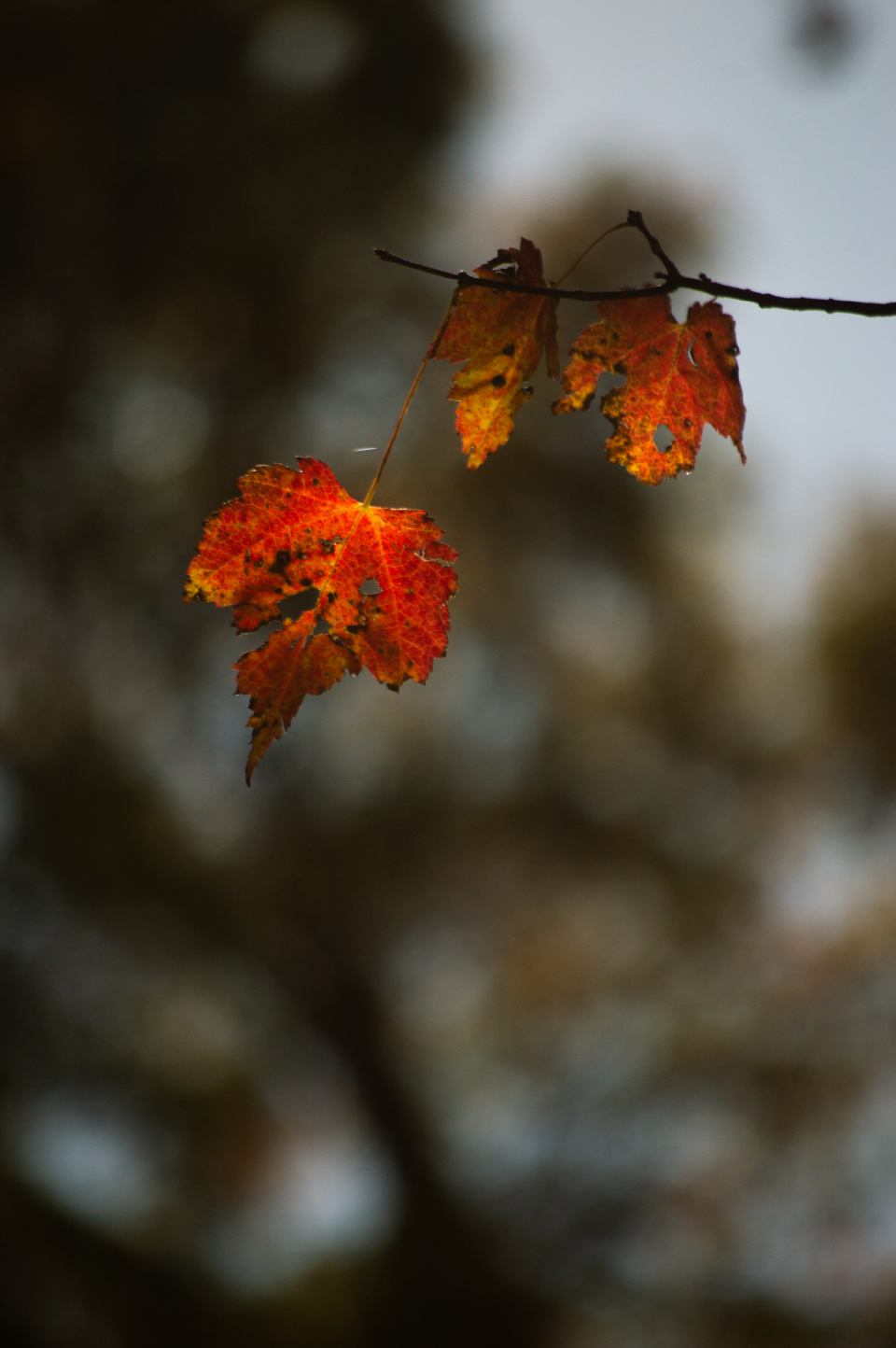 _DSC0053.png