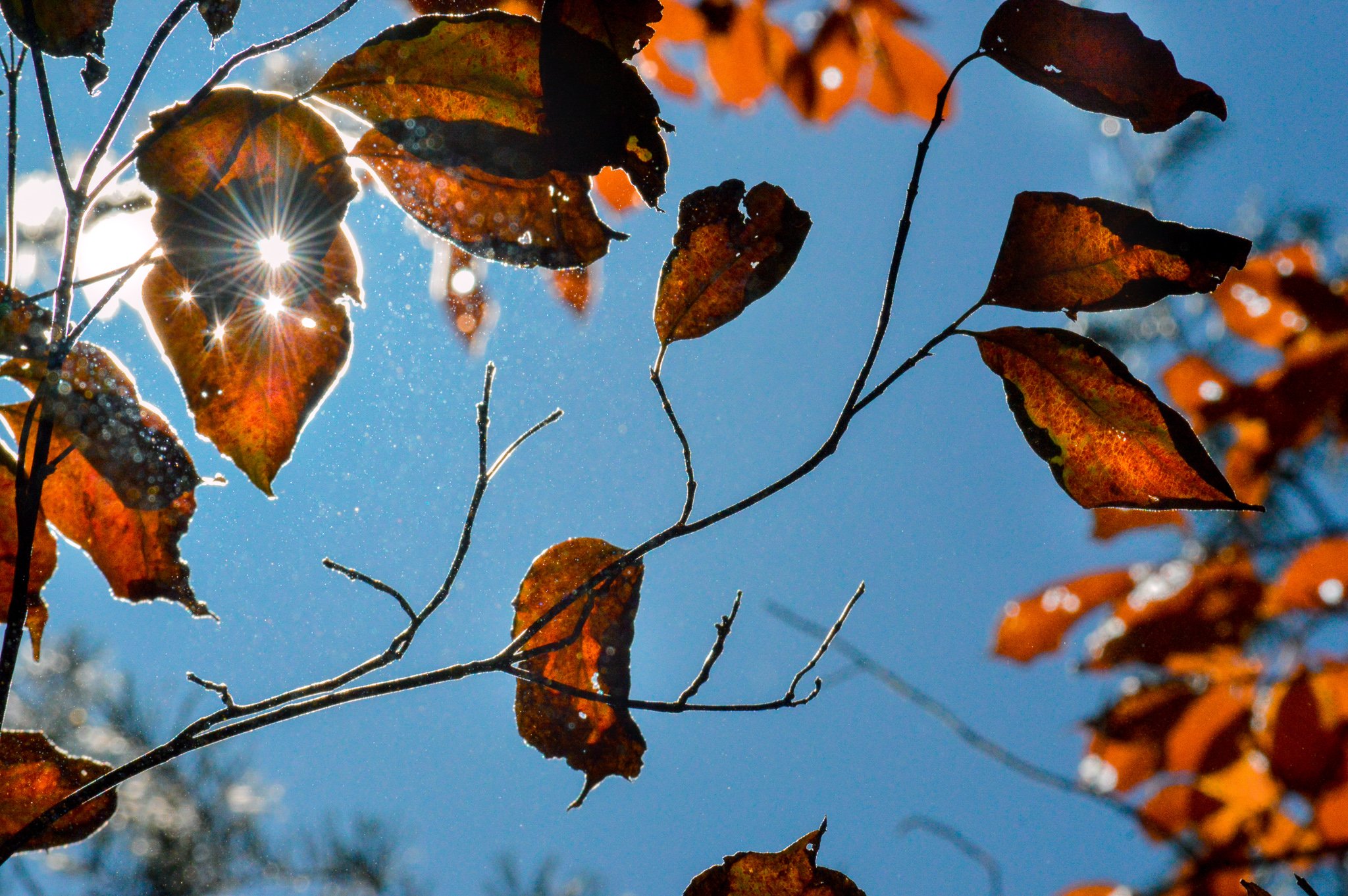 Grant_Kayla_Nature_AutumnGleam.jpg