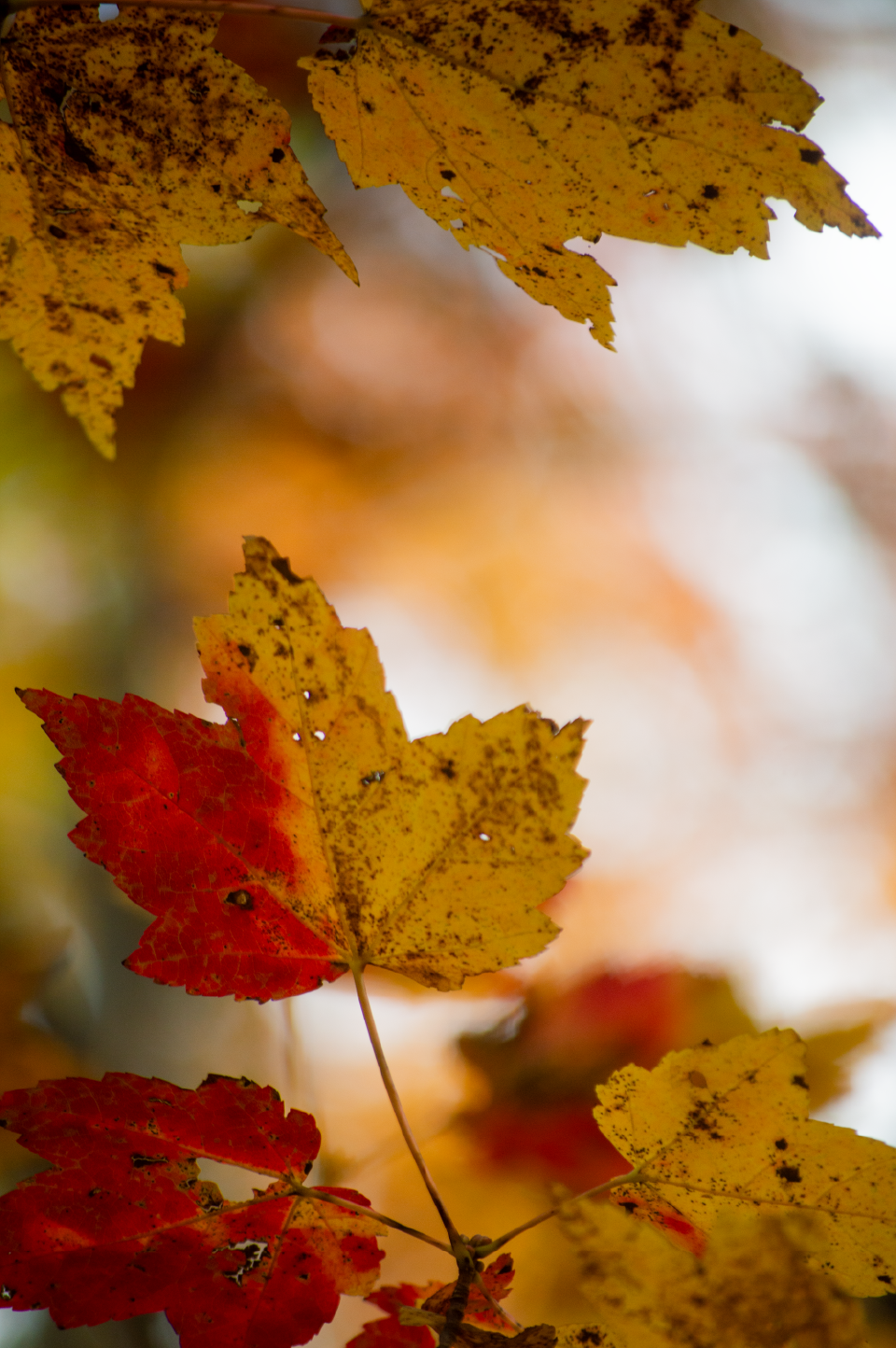 _DSC0932.png