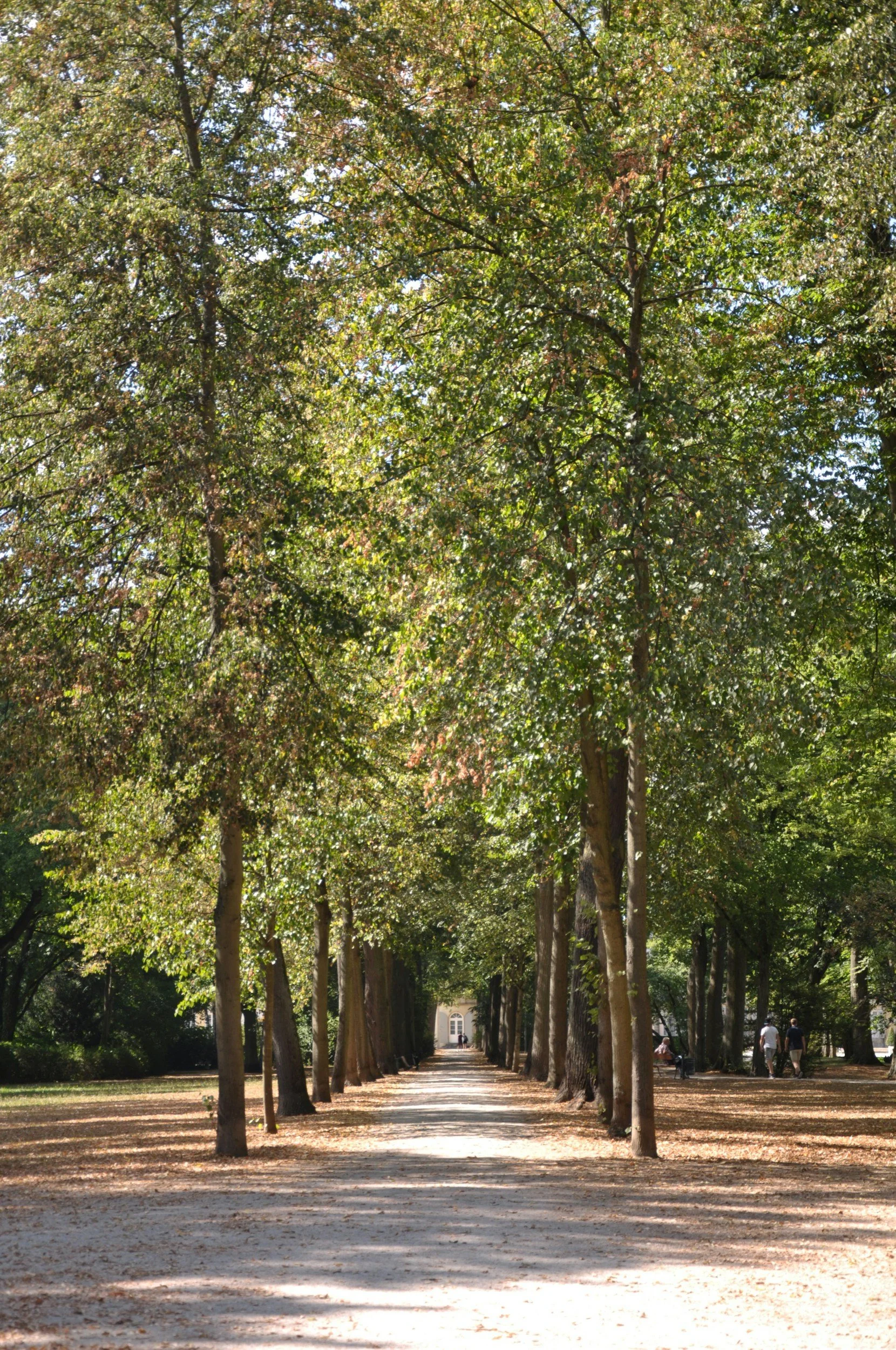 Tree-lined pathway in a park with people walking in the distance, sunlight filtering through leaves.