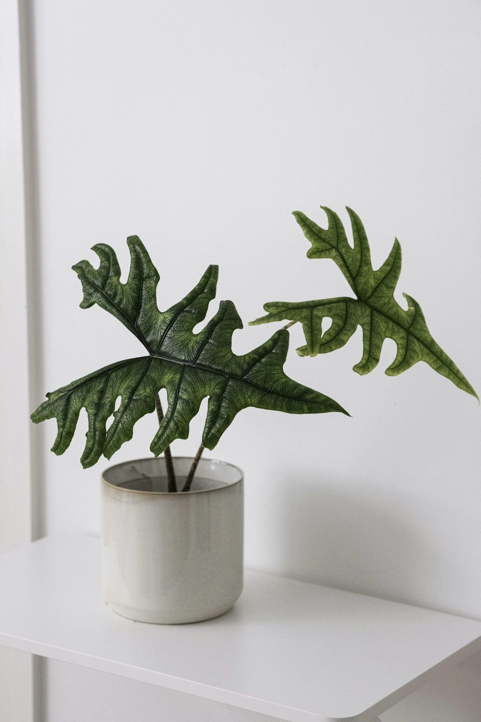 A potted plant with two large, green, lobed leaves on a white surface against a light-colored background.