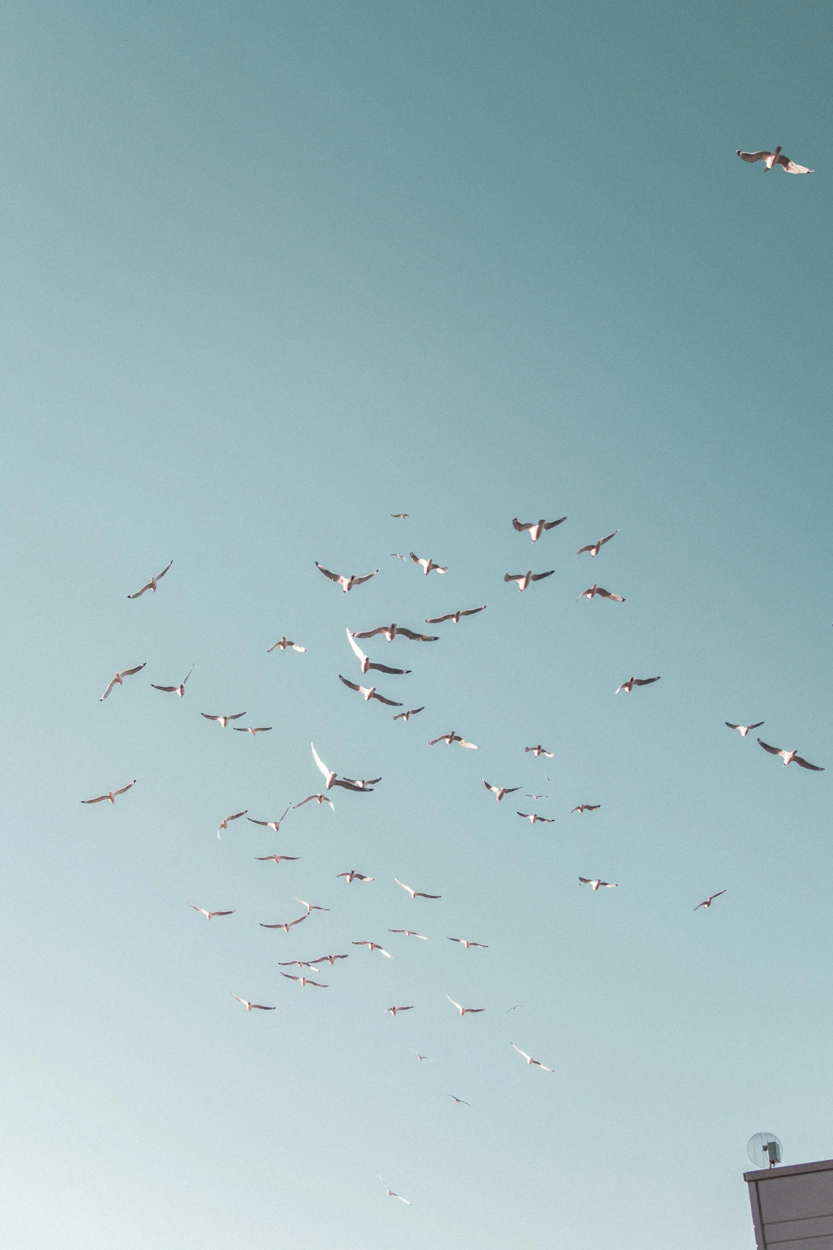 Birds flying in a clear blue sky above a building rooftop.