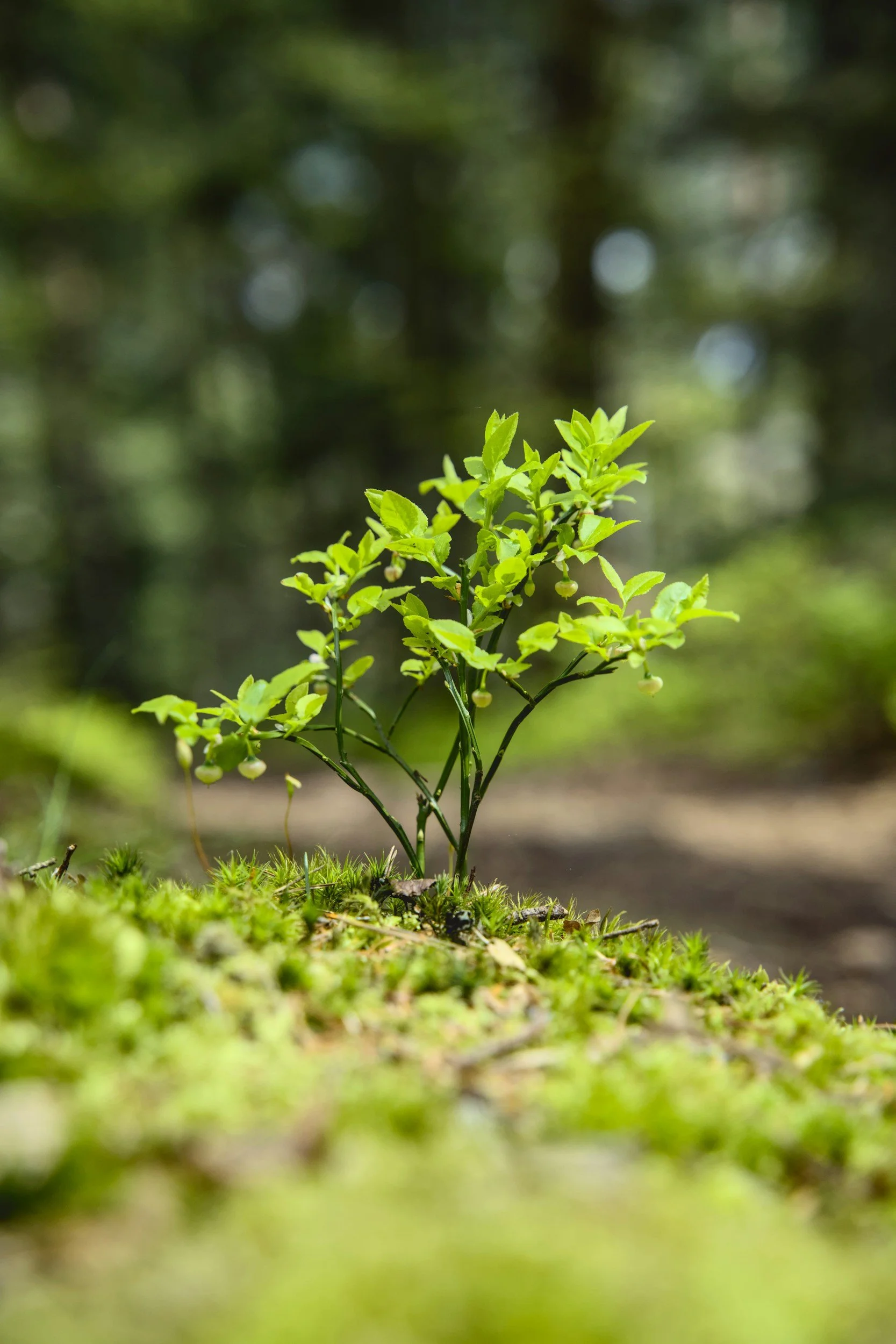 A small green plant growing on a mossy forest floor with blurred trees in the background.