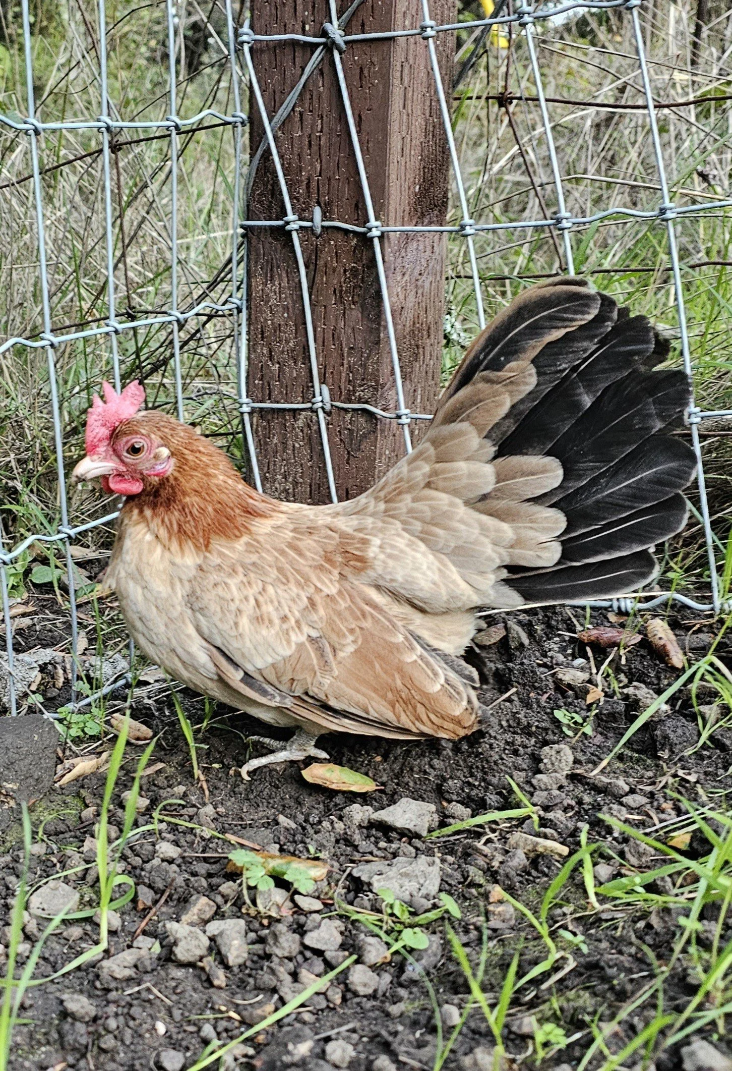 A brown and black chicken next to a wire fence, on a grassy and rocky ground.
