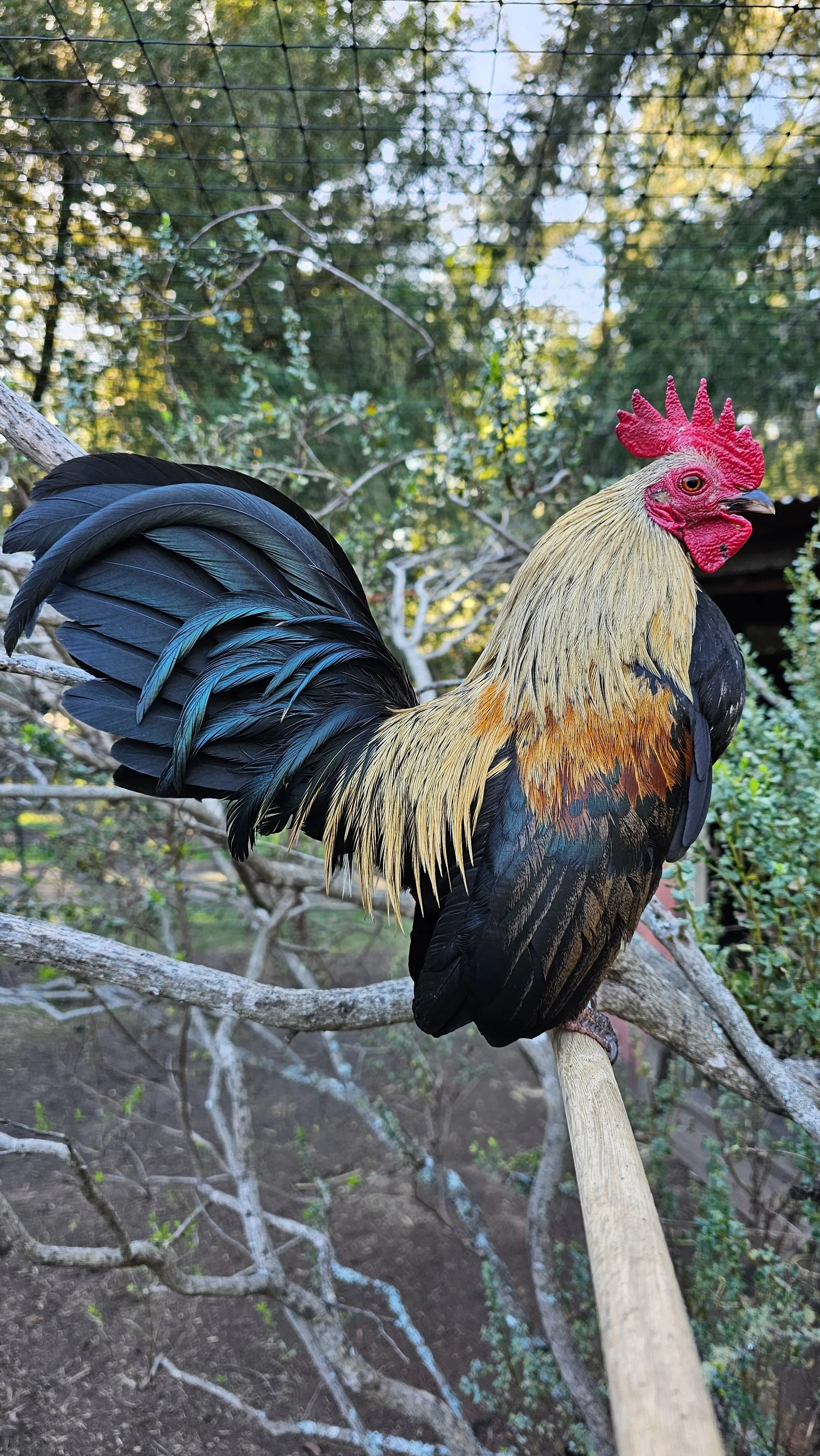 A rooster perched on a branch with a wire mesh and foliage in the background.