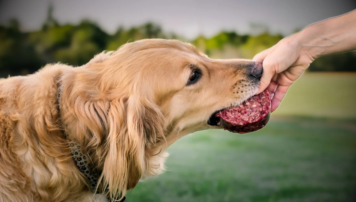Jake And Blues Raw Dog Food
