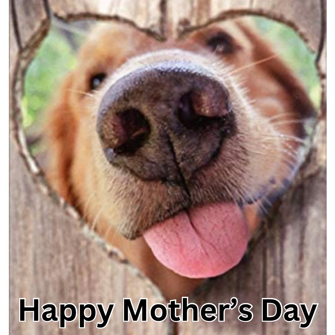 Happy Mother&rsquo;s Day to all the Dog Mom&rsquo;s out there! 🐶❤️
.
.
#mothersday #dogmom #austin #rawdogfoodcommunity