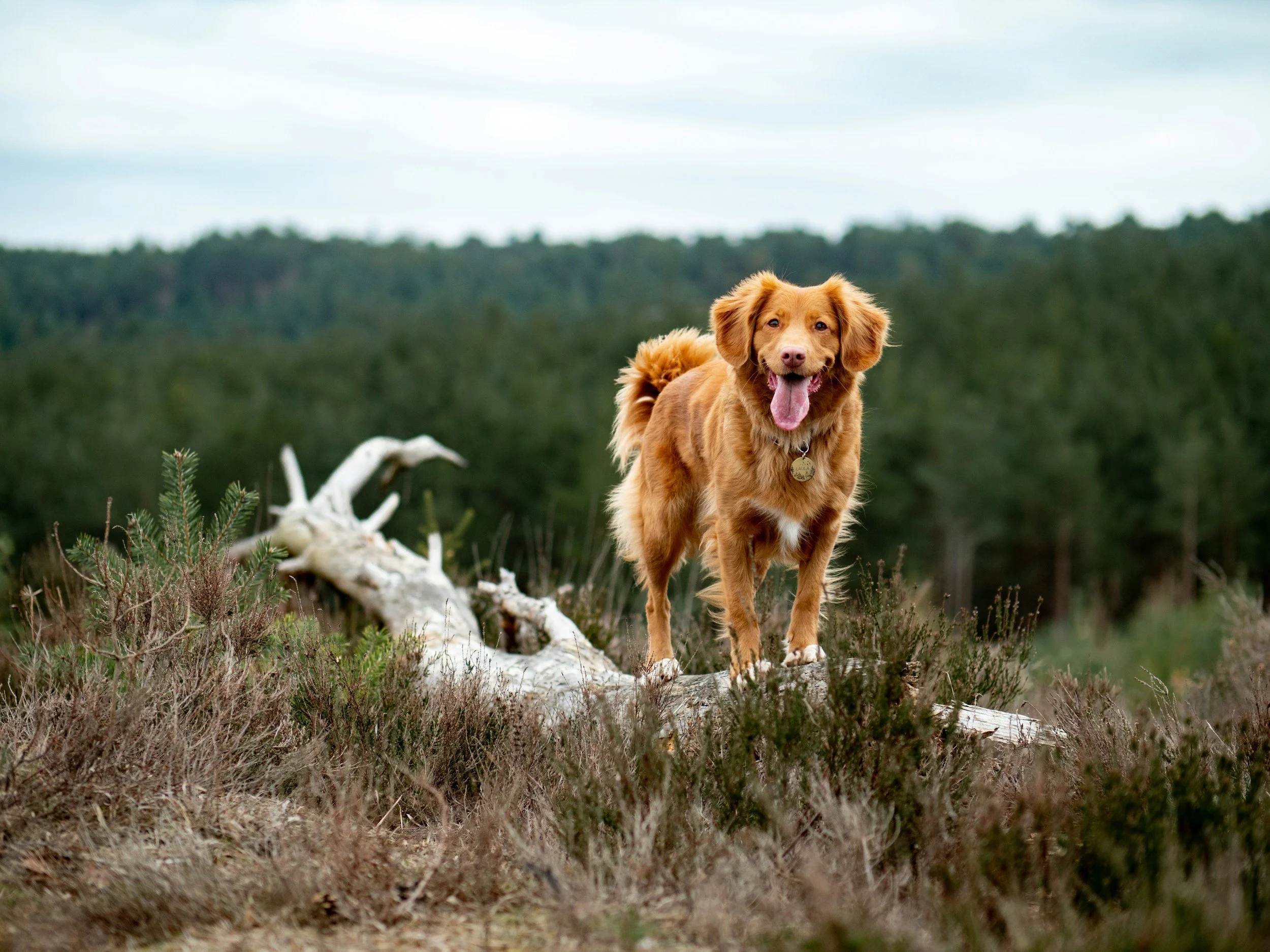 Jake And Blues Raw Dog Food