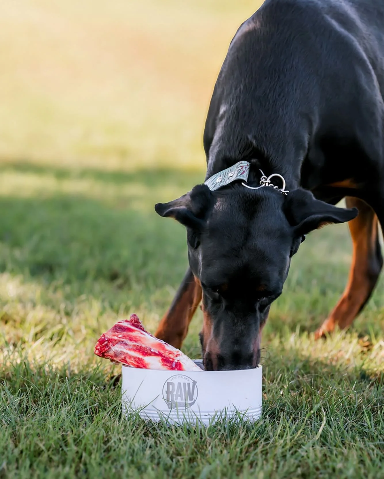 San Antonio area delivery is Friday! Visit our website at jakeandblues.com to place your order! San Antonio area includes Blanco, Boerne, Bulverde, Canyon Lake, Seguin, New Braunfels, San Antonio, Spring Branch and Converse, TX! We have two new produ