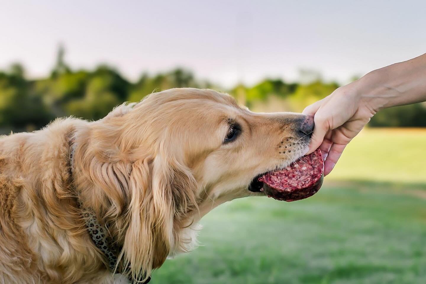 📢Announcement for our Houston Area Customers! 📢
Delivery is THIS FRIDAY. Subsequent deliveries in 𝐆𝐢𝐝𝐝𝐢𝐧𝐠𝐬, 𝐓𝐗 and 𝐁𝐚𝐬𝐭𝐫𝐨𝐩, 𝐓𝐗 will follow.

📍 Drop Location: (H-E-B Parking Lot) at 10am
Address:28550 Hempstead Rd Cypress, TX 774