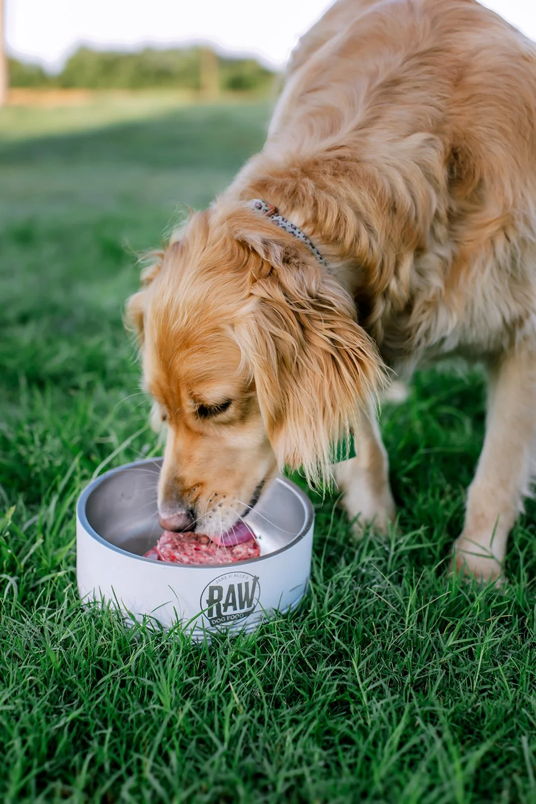 Jake And Blues Raw Dog Food