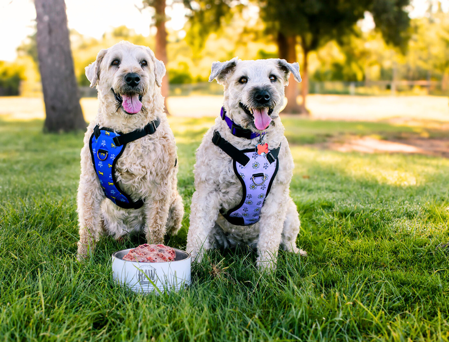 Jake And Blues Raw Dog Food
